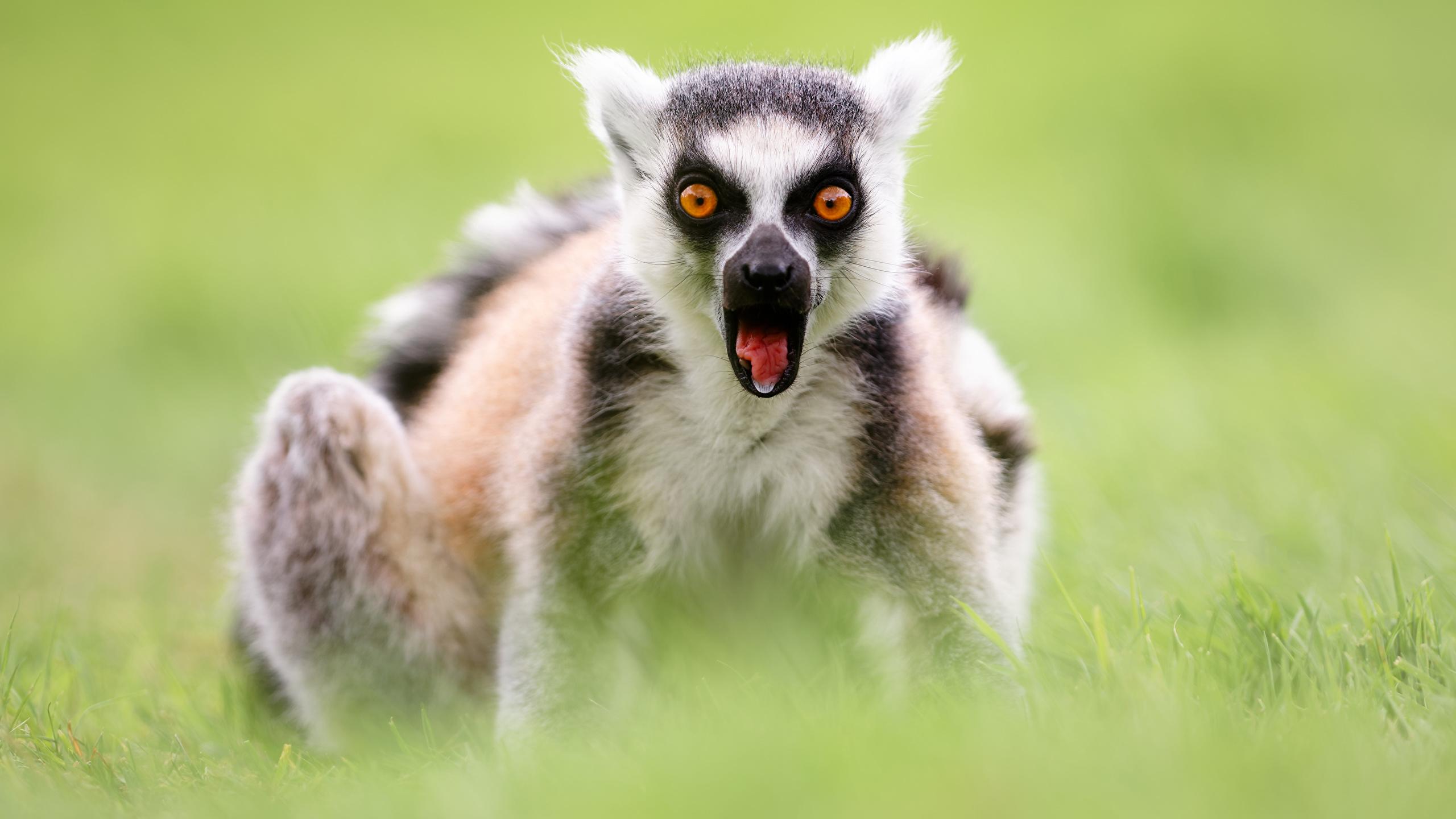 Desktop Wallpaper Lemurs Surprised Ring Tailed Lemur 2560x1440