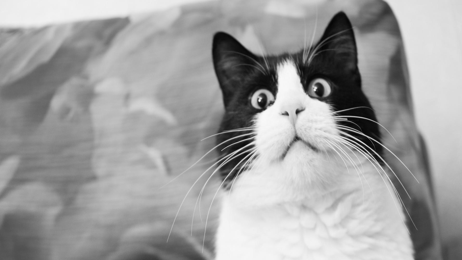 cats, animals, funny, surprise, dramatic look wallpaper