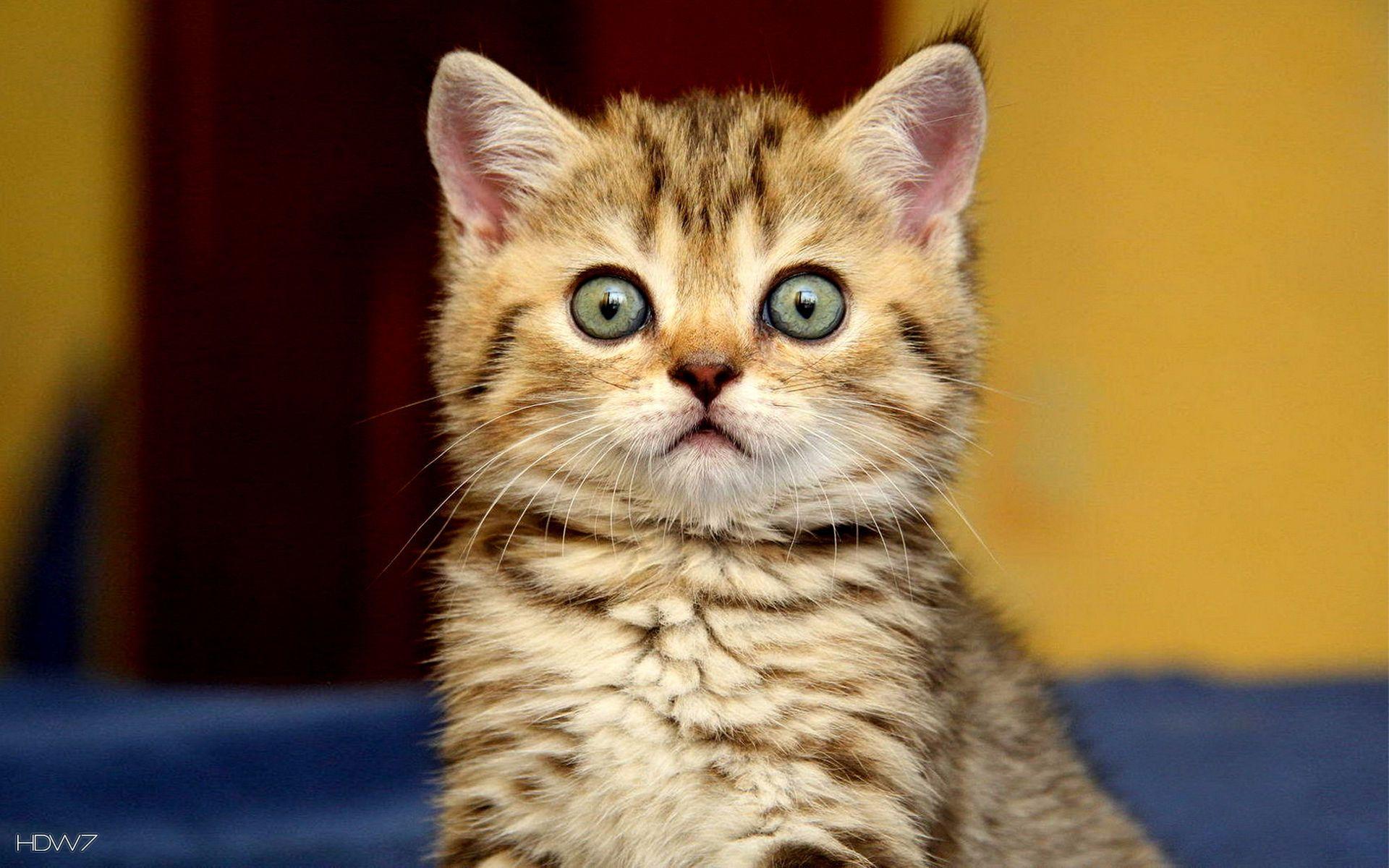 animals surprised cute kitty cat. Baby cats, Kittens cutest