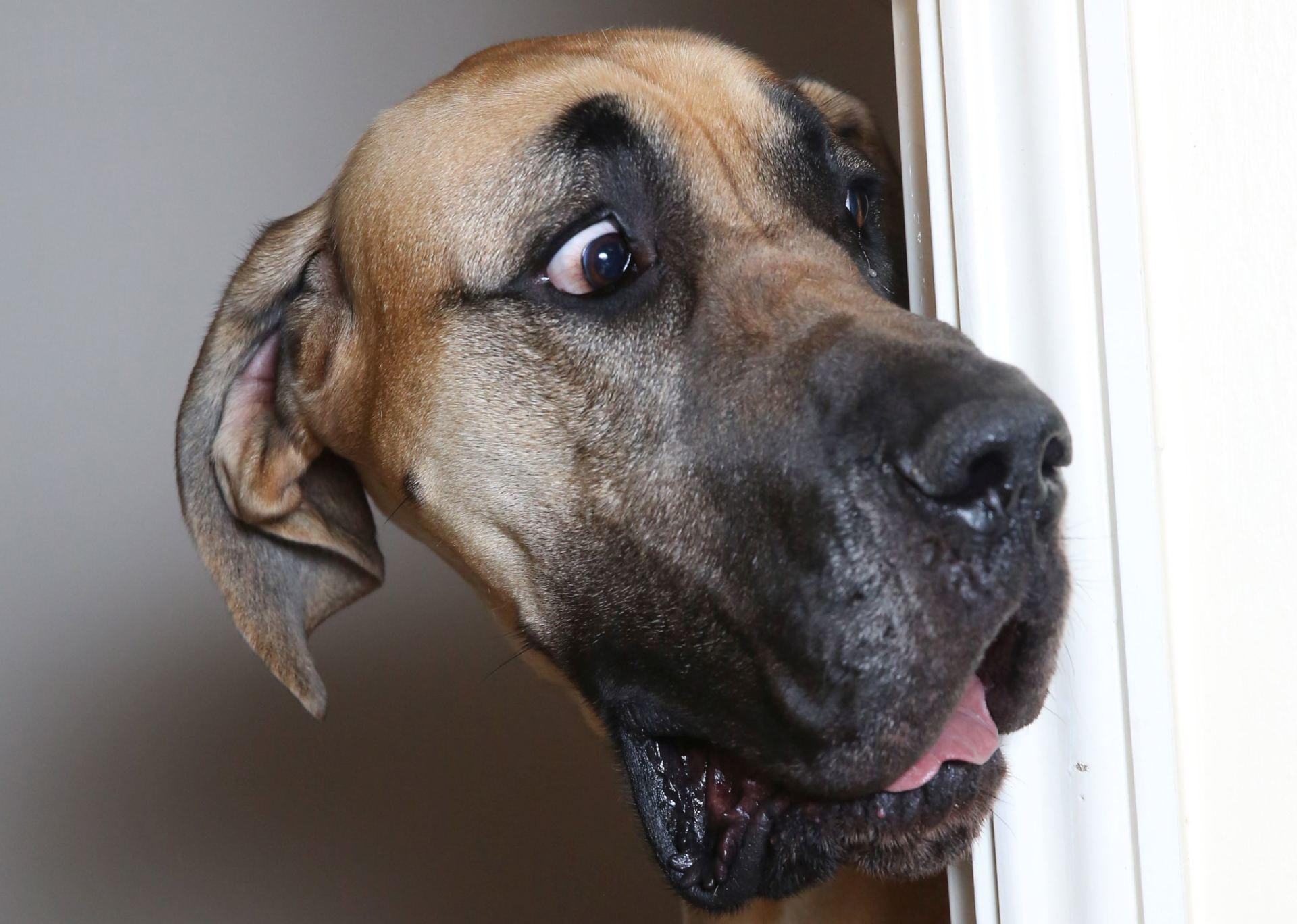 image animal Great Dane Dogs Surprise emotion Funny Snout Head