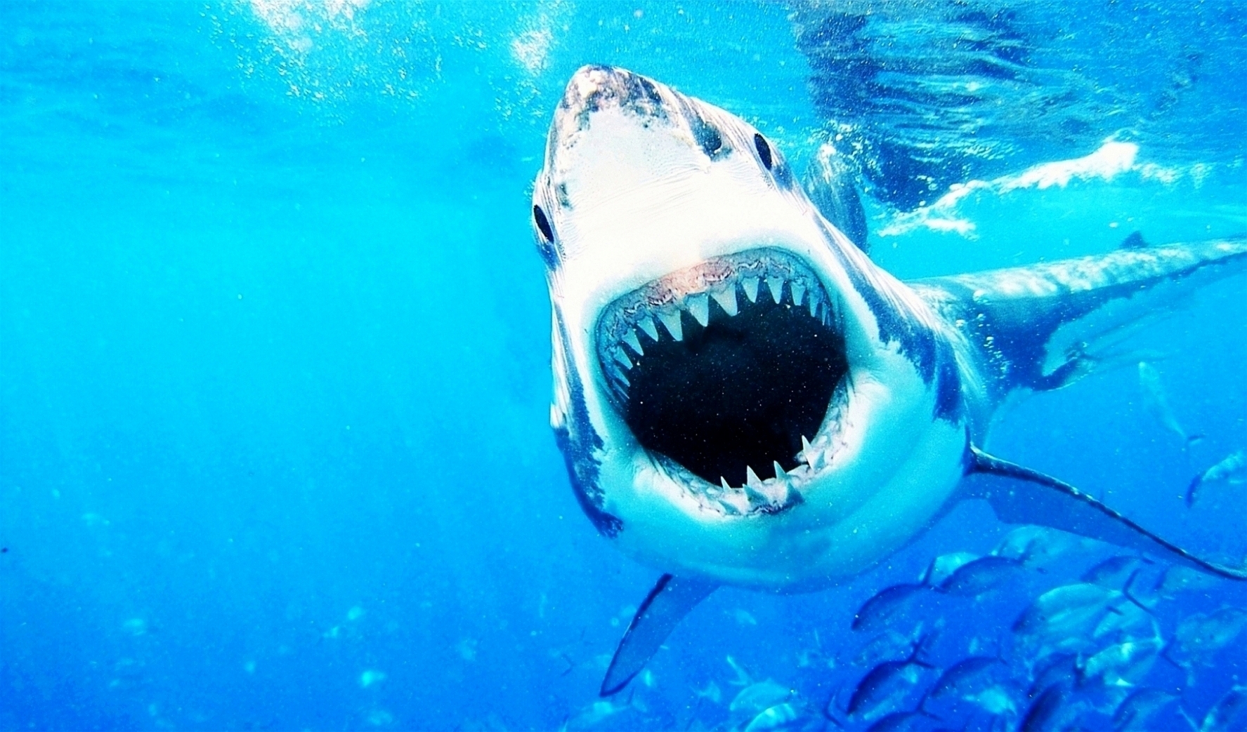 Shark Jaws Wallpaperx1043