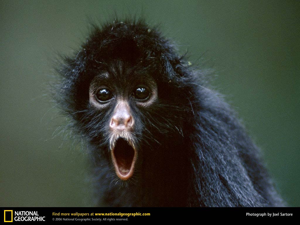 Black Howler Monkey Wallpaper and background