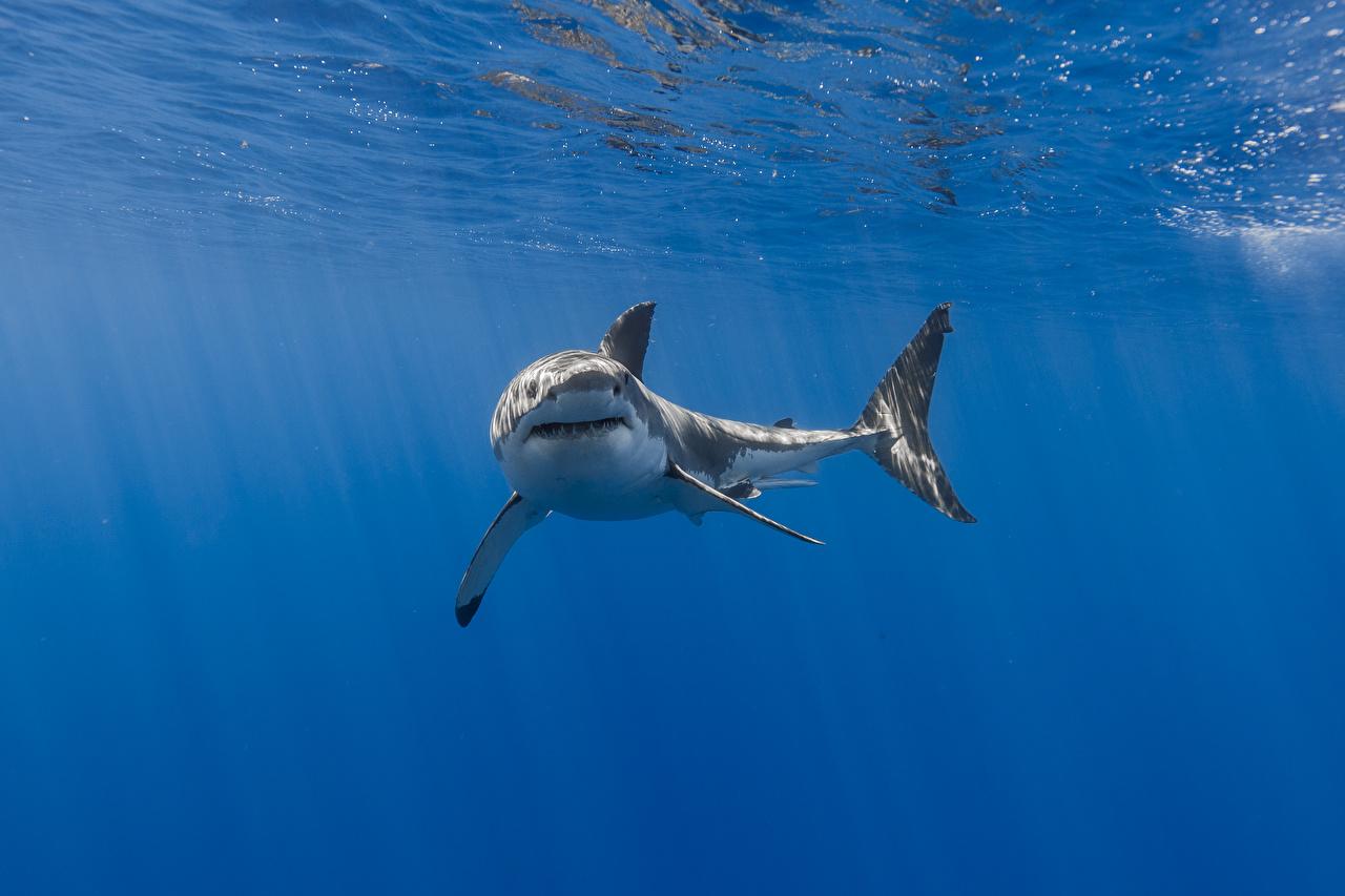 Desktop Wallpaper Sharks Underwater world Animals