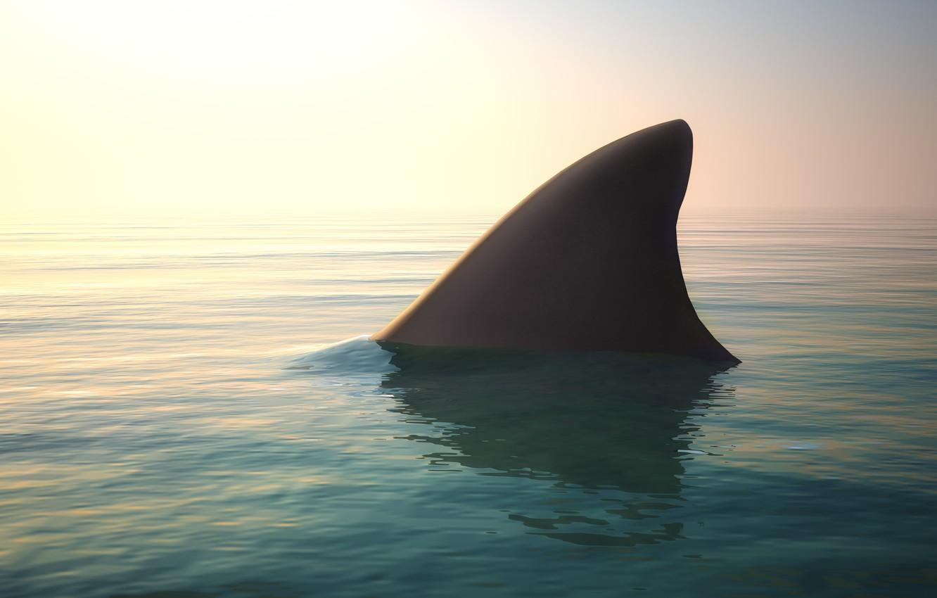 Wallpaper ocean, water, shark fin image for desktop