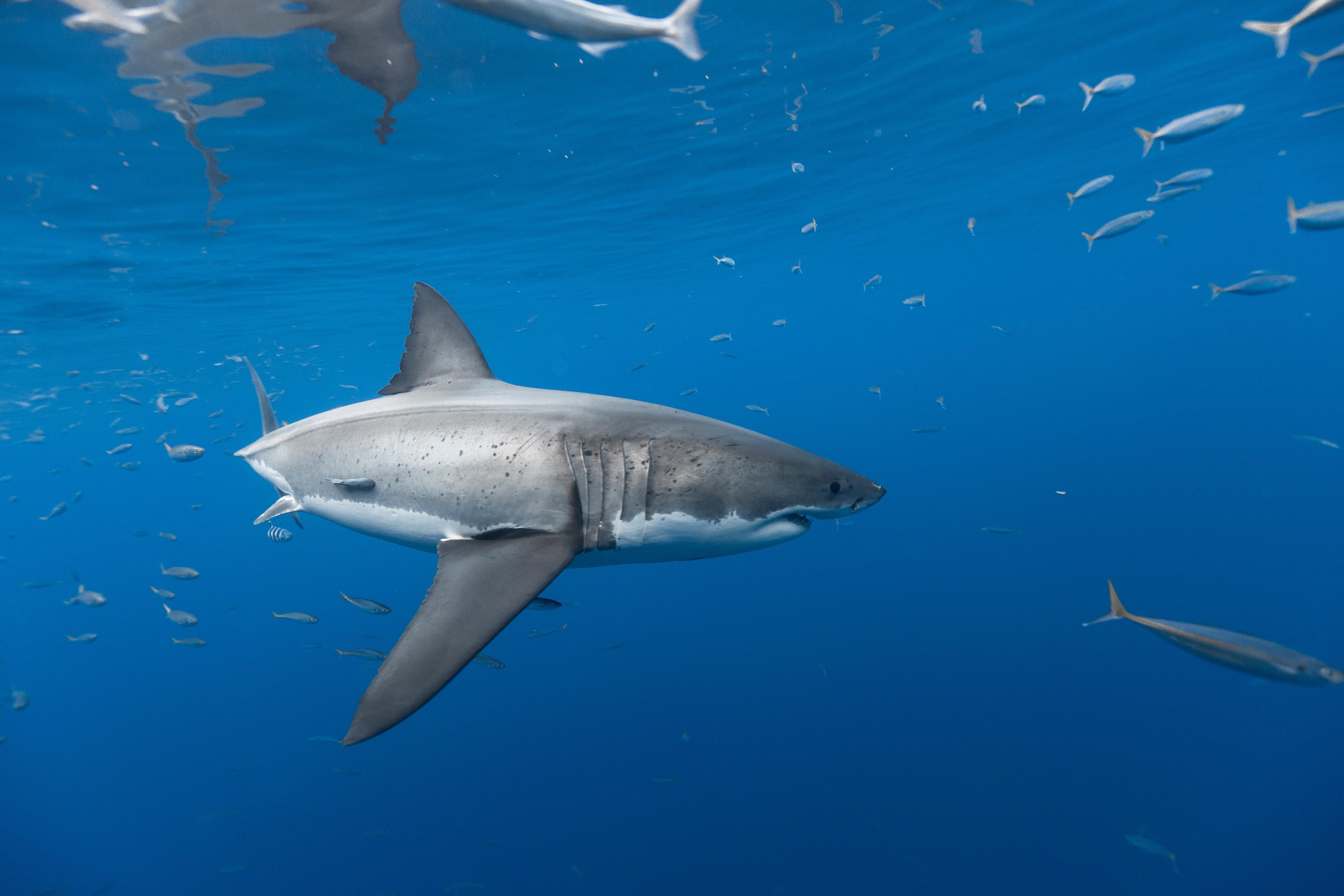 Most Dangerous Shark Desktop Wallpaper Download
