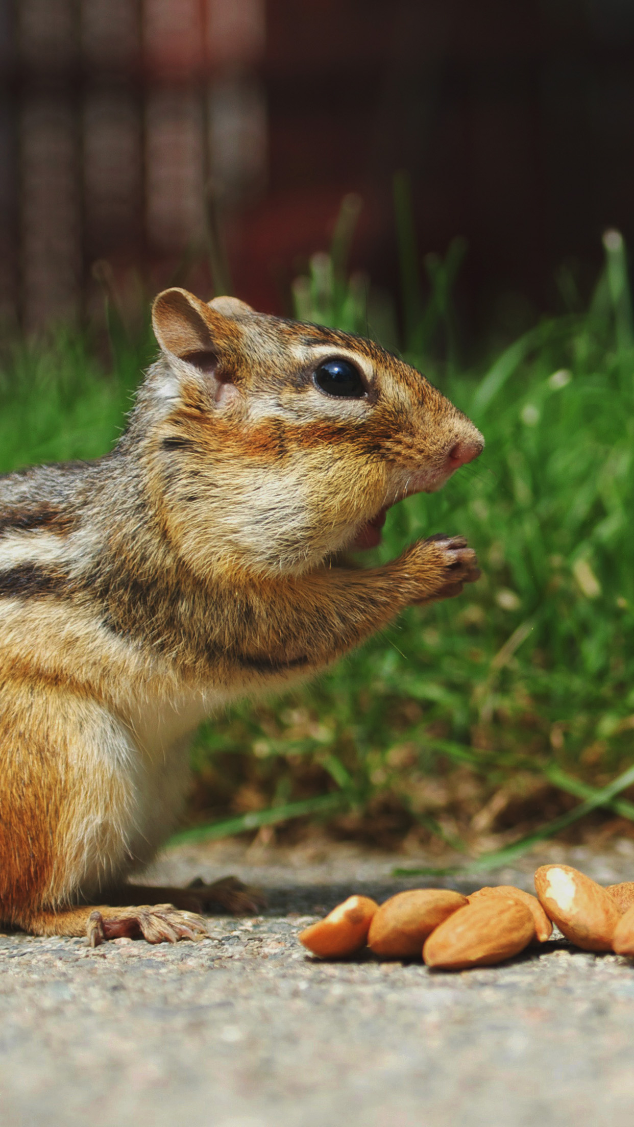 Cute Chipmunk Eating Surprised Android Wallpaper free download