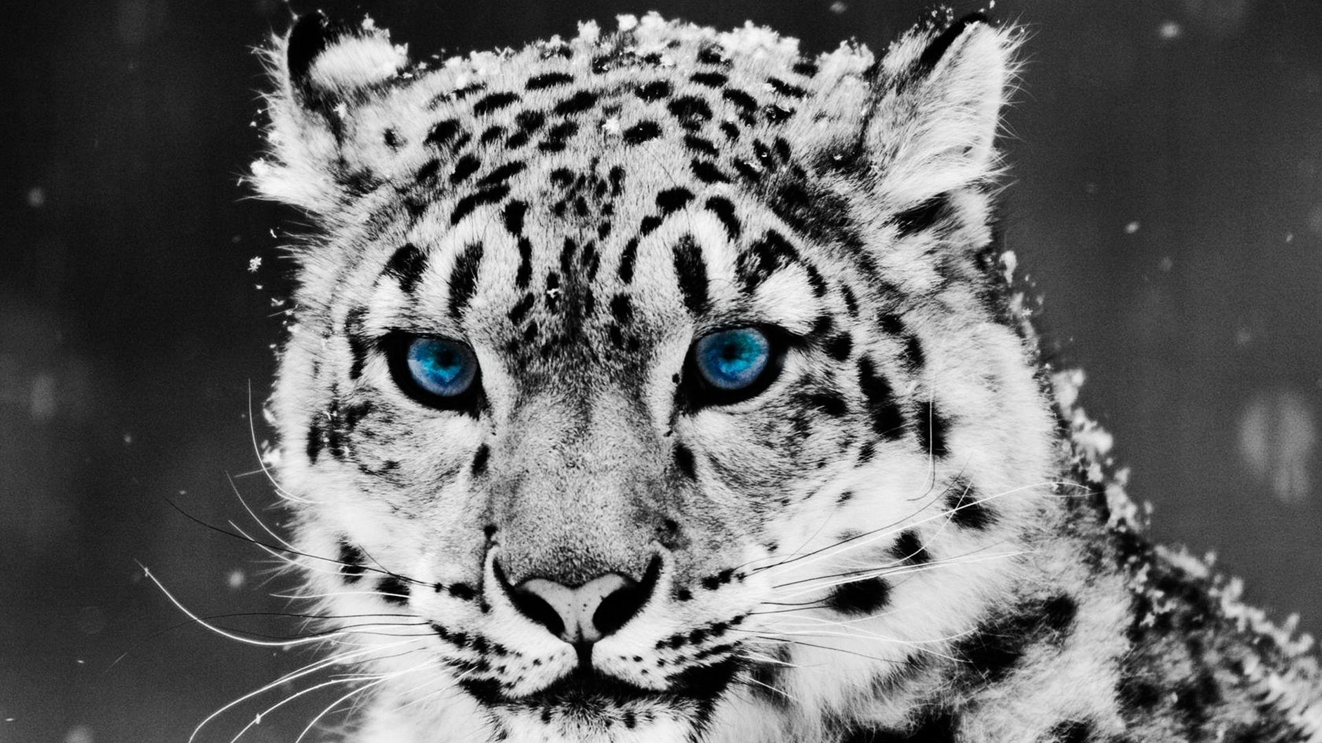 Full HD 1080p Snow leopard Wallpaper HD, Desktop