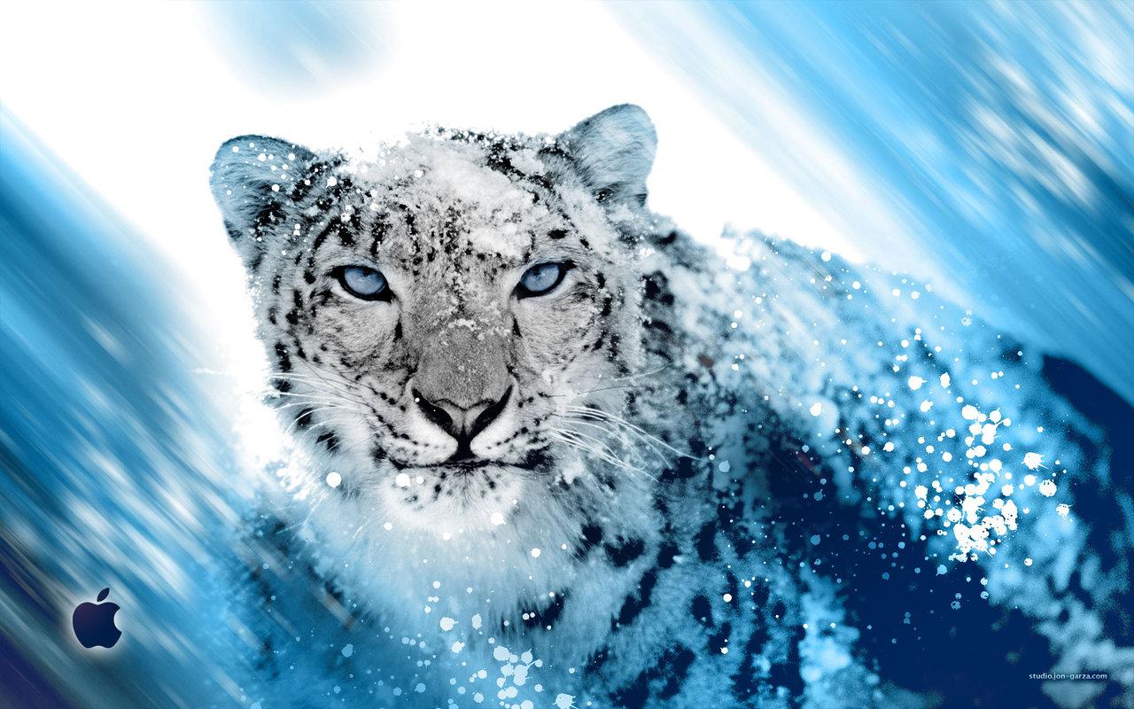 Snow Leopard Picture Wallpaper