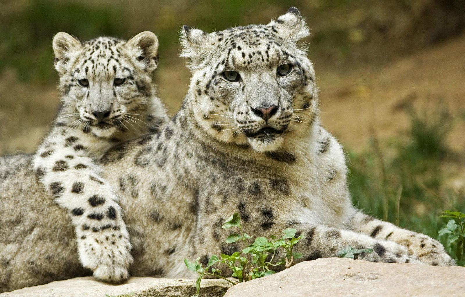 Snow Leopard Cub Sitting With Its Mother Art Silk Print Poster 24x36inch60x90cm 089 From Chuy $10.93