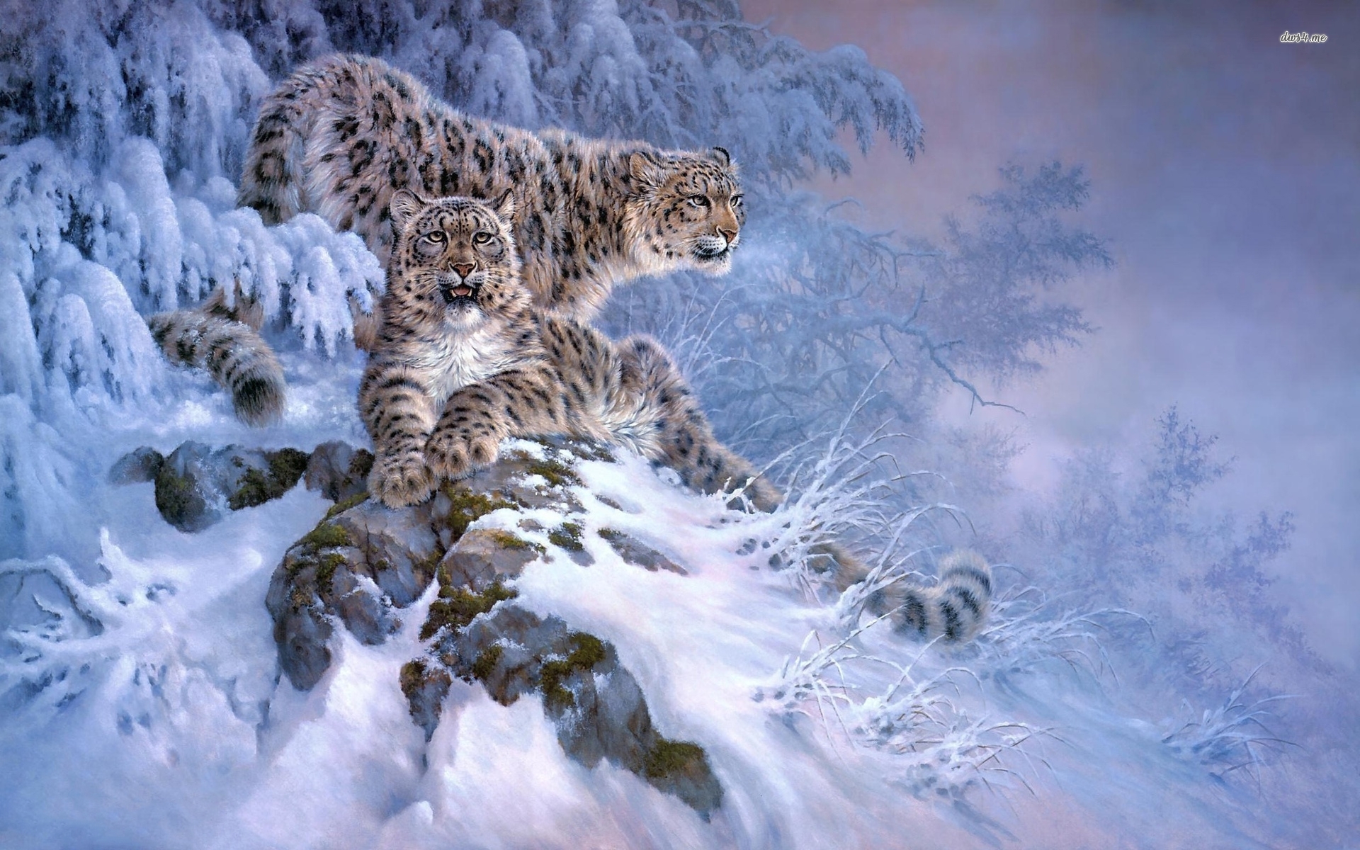 Snow leopards wallpaper Art wallpaper