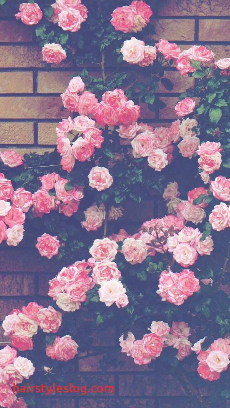 Maximize The Rose Gold Flower Wallpaper iPhone Dresser Pink Roses Background, Download Wallpaper
