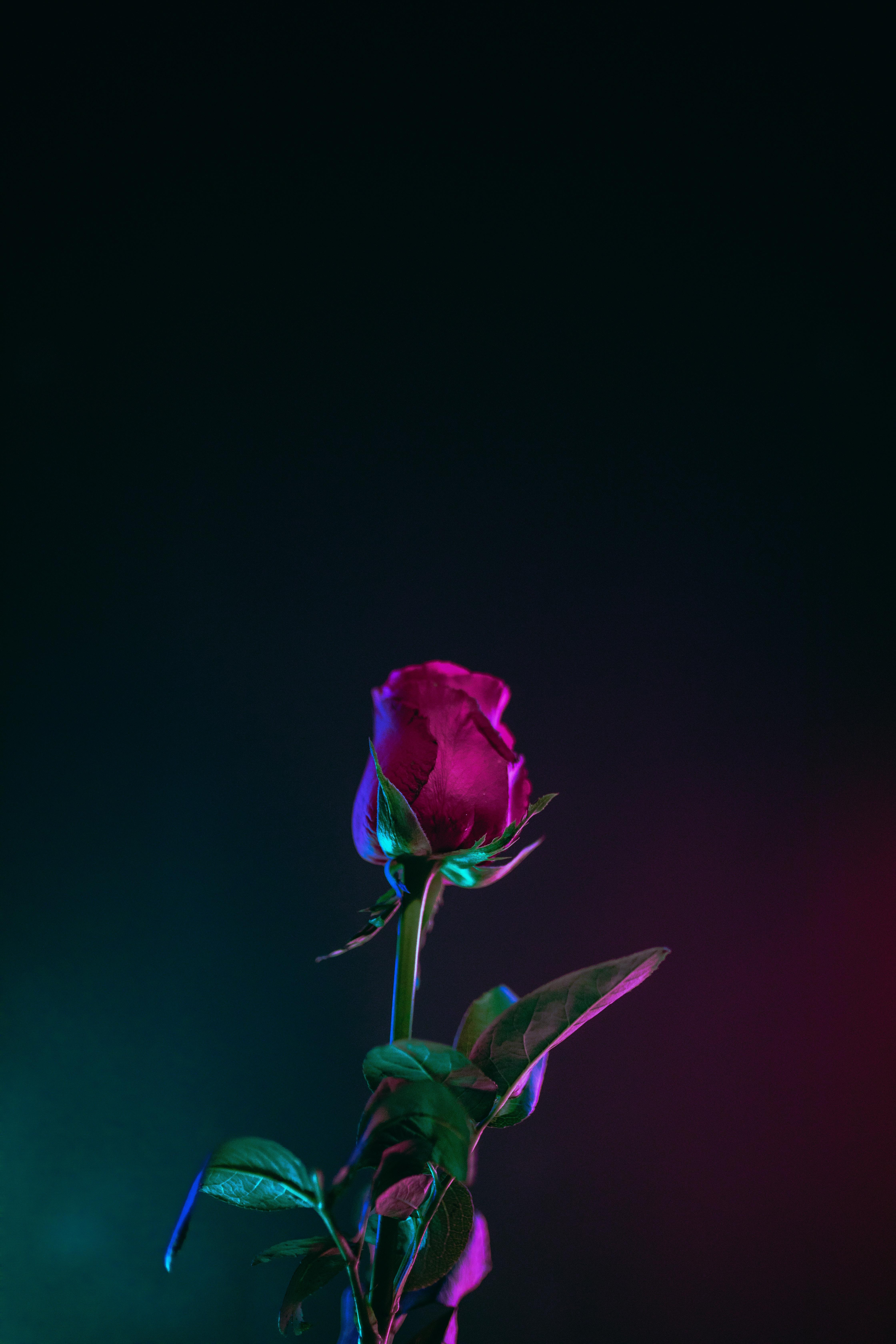 The Best Wallpaper for iPhone X .timothybuck.me