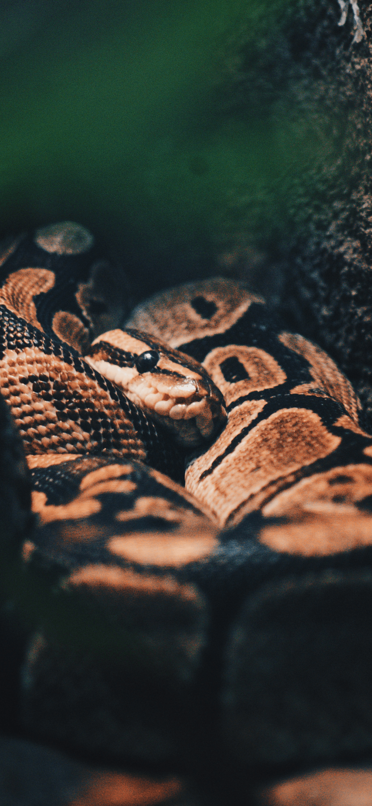 Snakes Wallpaper for iPhone Pro Max, X, 6