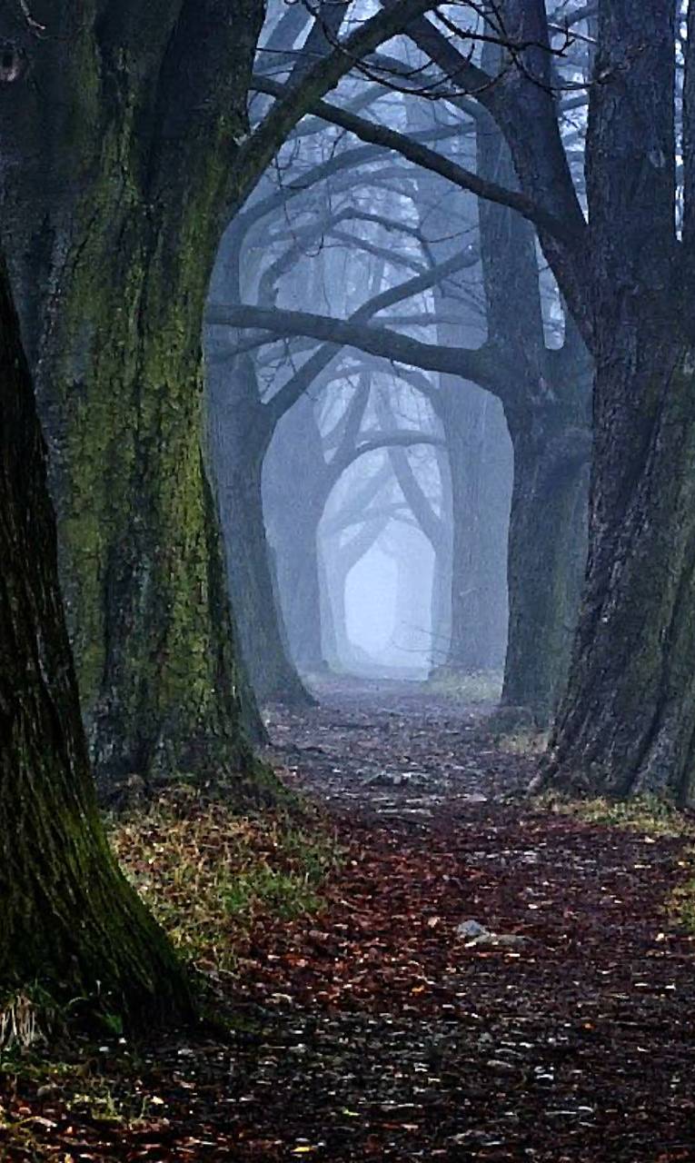 Spooky Trail woods wallpaper