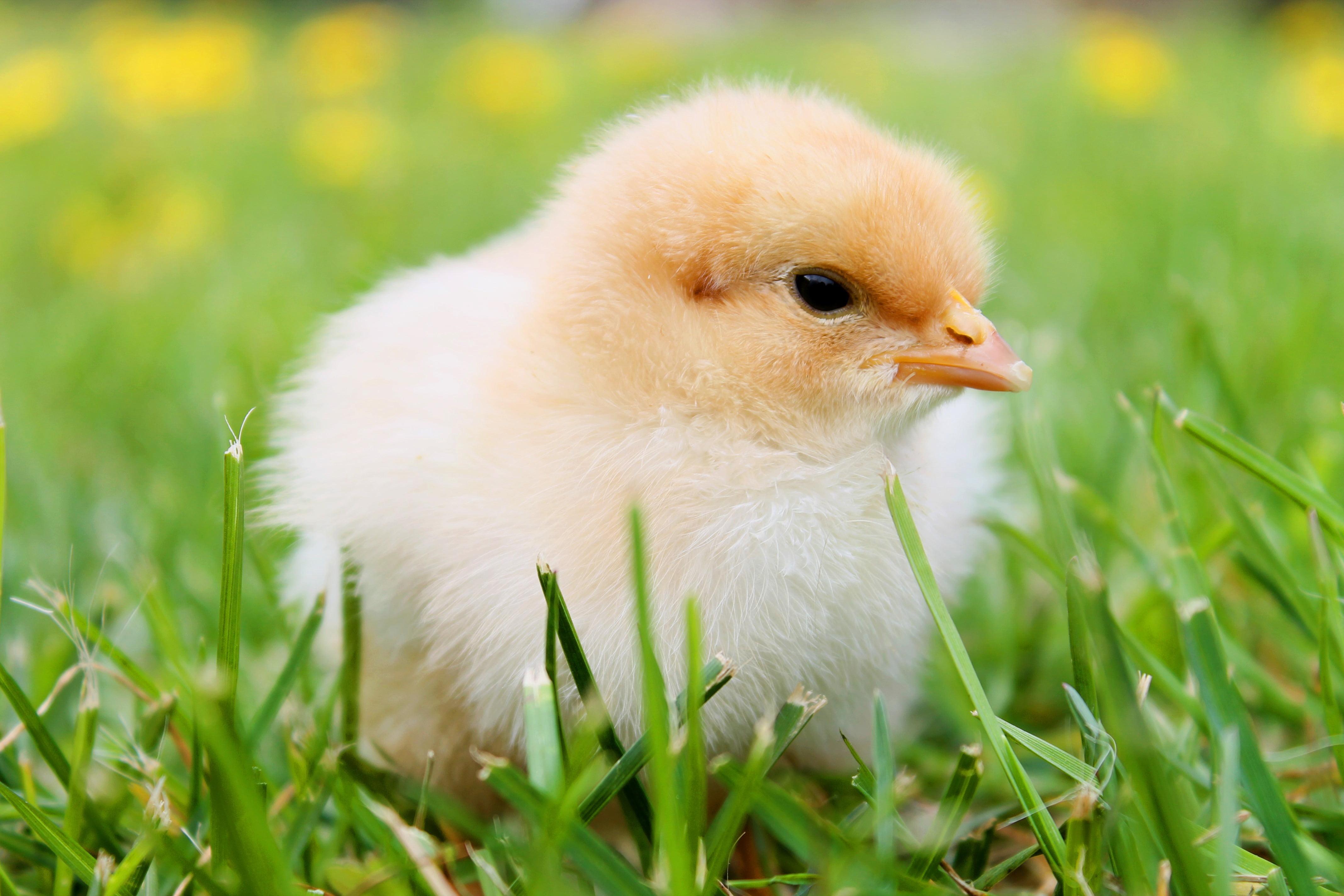 Selective focus photography of chick in green grass HD