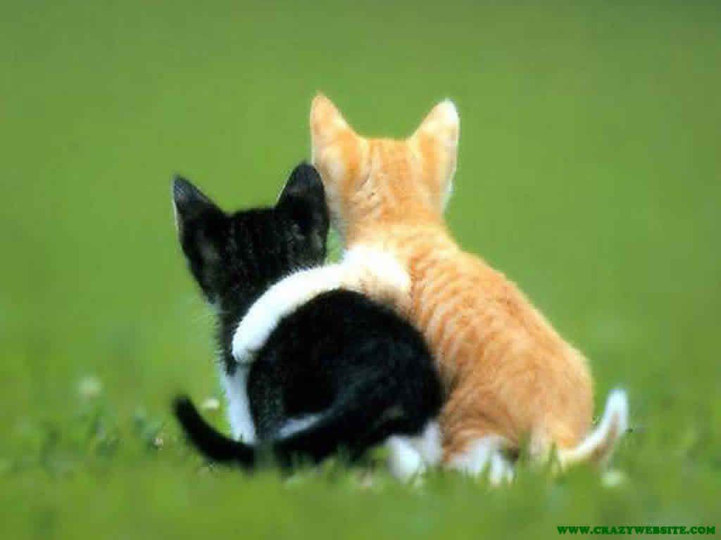 Wallpaper For > Cute Animal Valentines Day Wallpaper. Cats