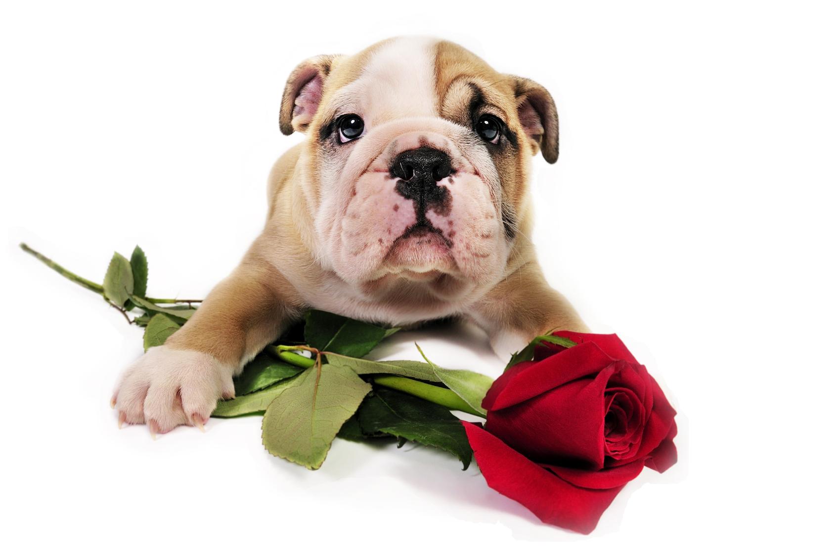 Valentines Puppys Wallpapers - Wallpaper Cave