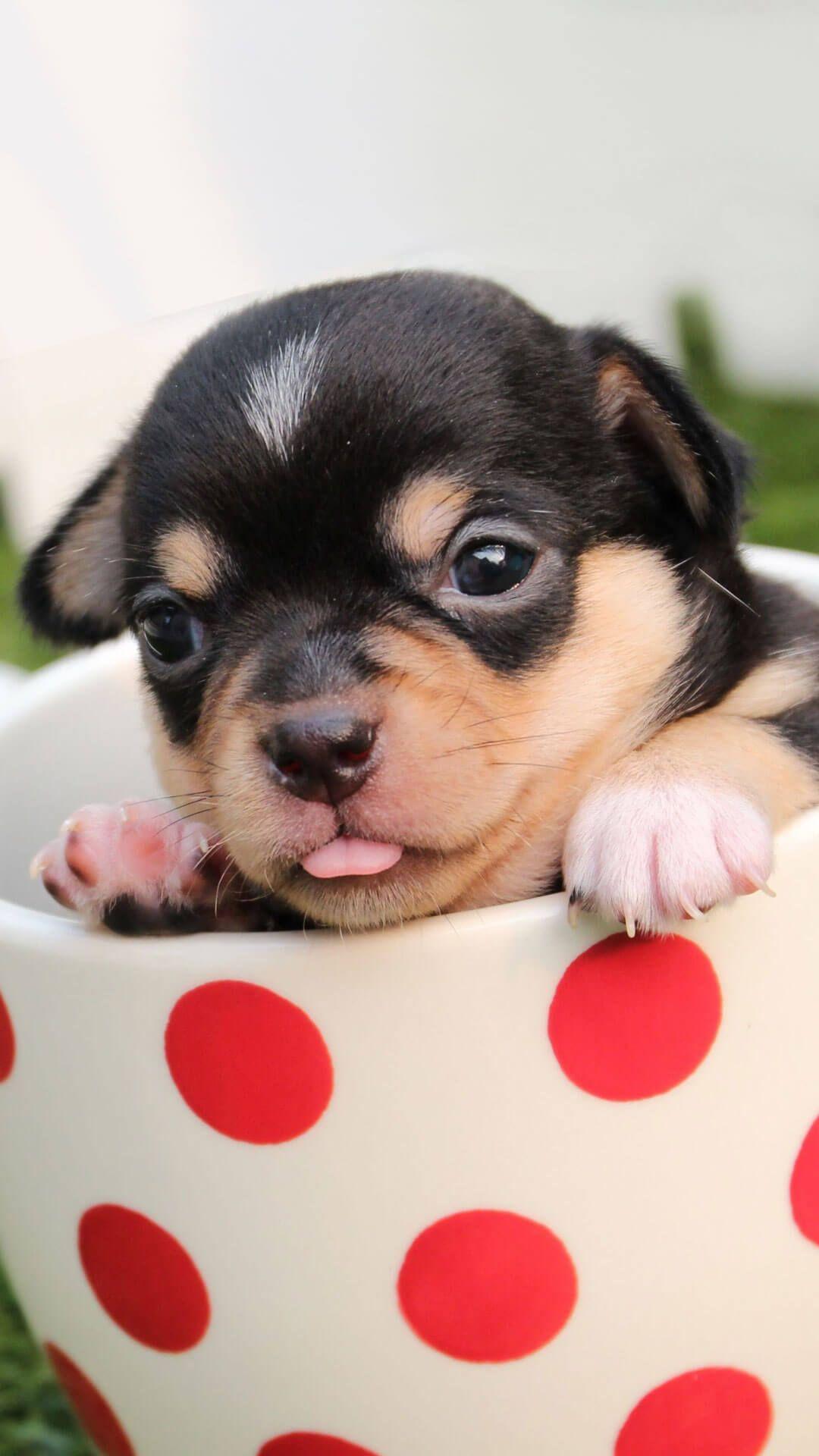 Cute Puppies iPhone 6 Wallpaper HD. Cute puppies, Cute puppy