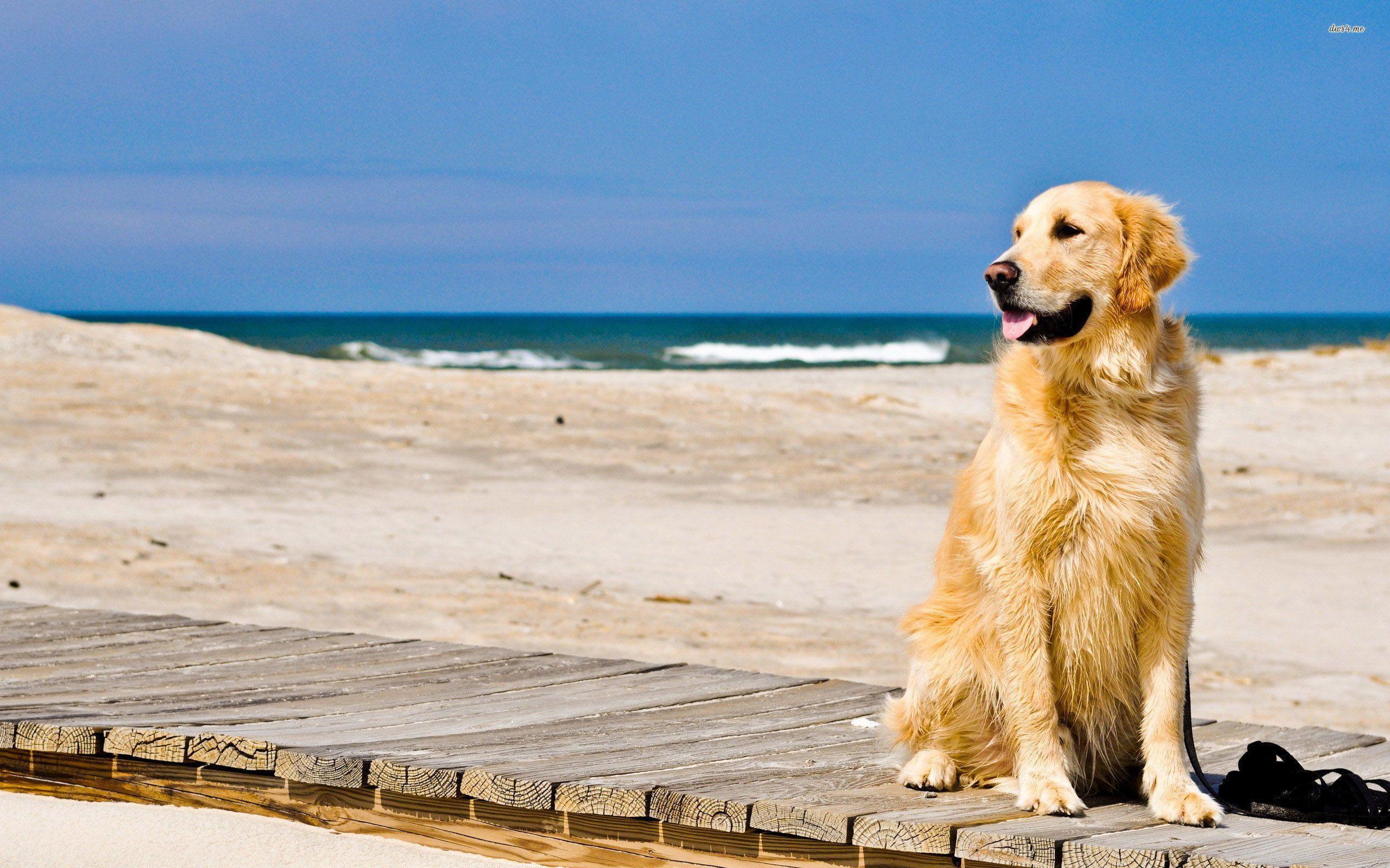 Golden Dog Desktop Wallpapers - Wallpaper Cave