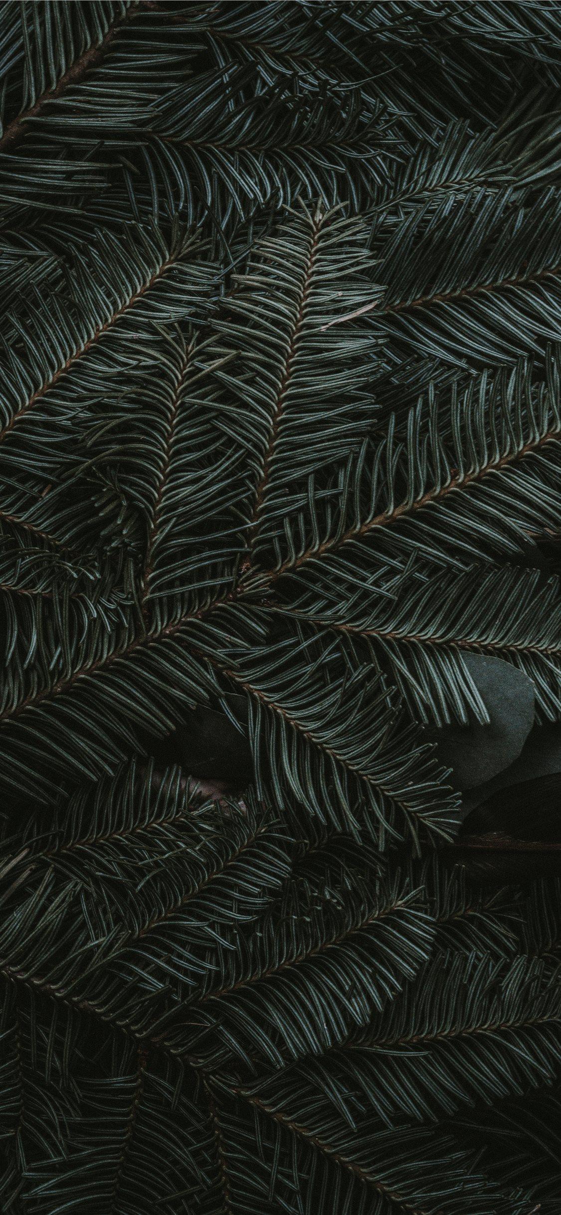 green pine tree leaves iPhone 11 Wallpaper Free Download