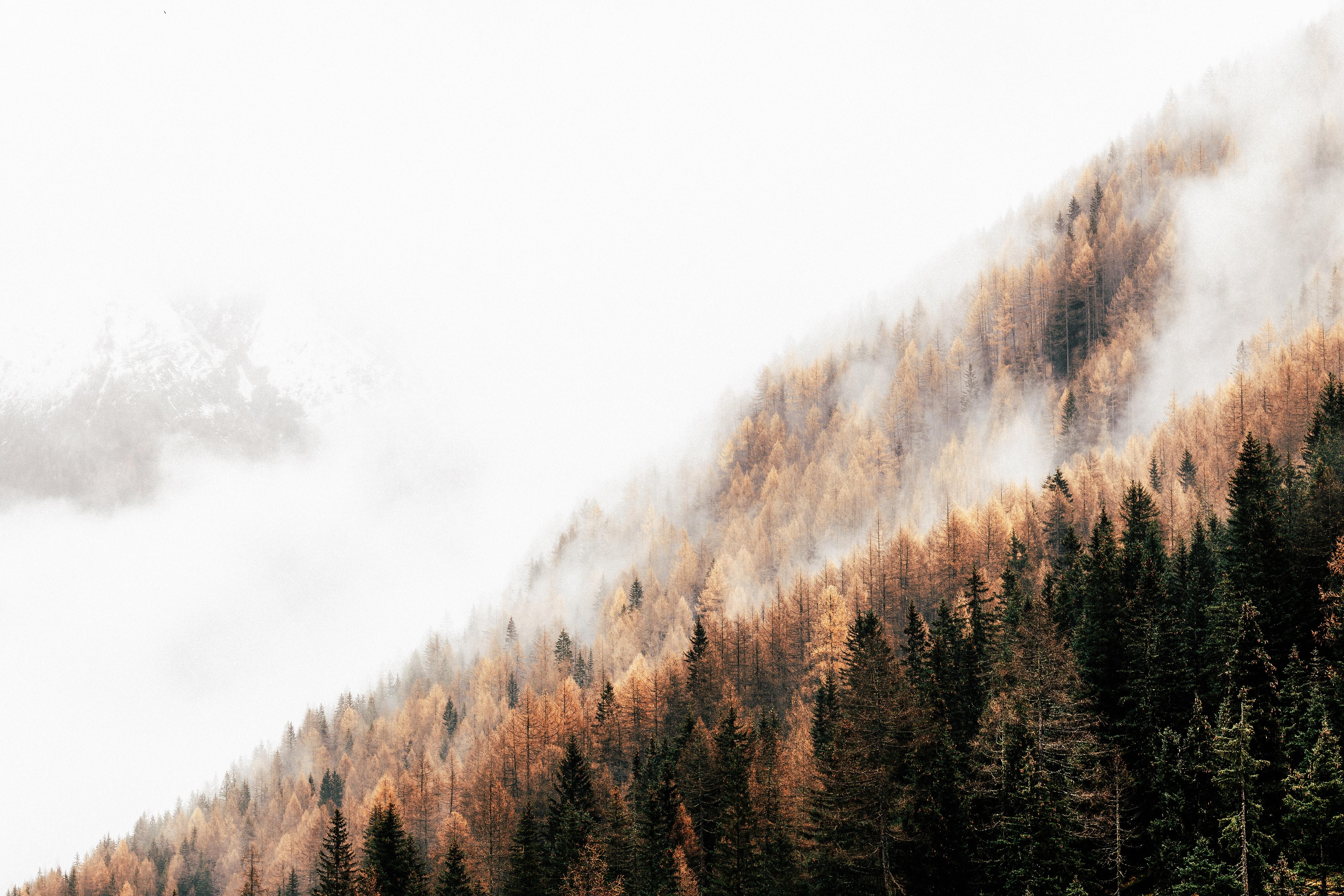 5472x3648 #computer background, #larch, #Free