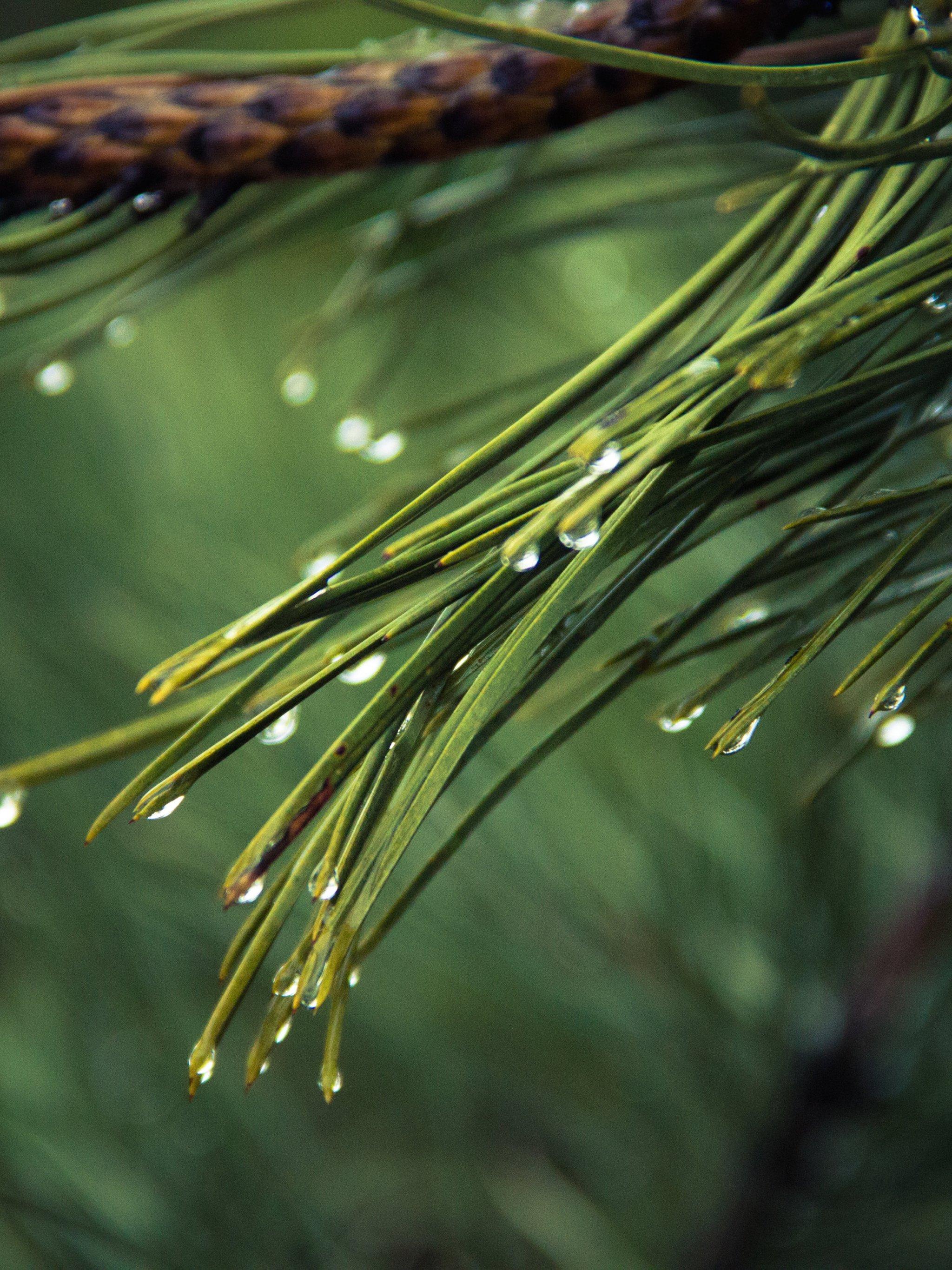 Dew on Pine Tree Wallpaper, Android & Desktop