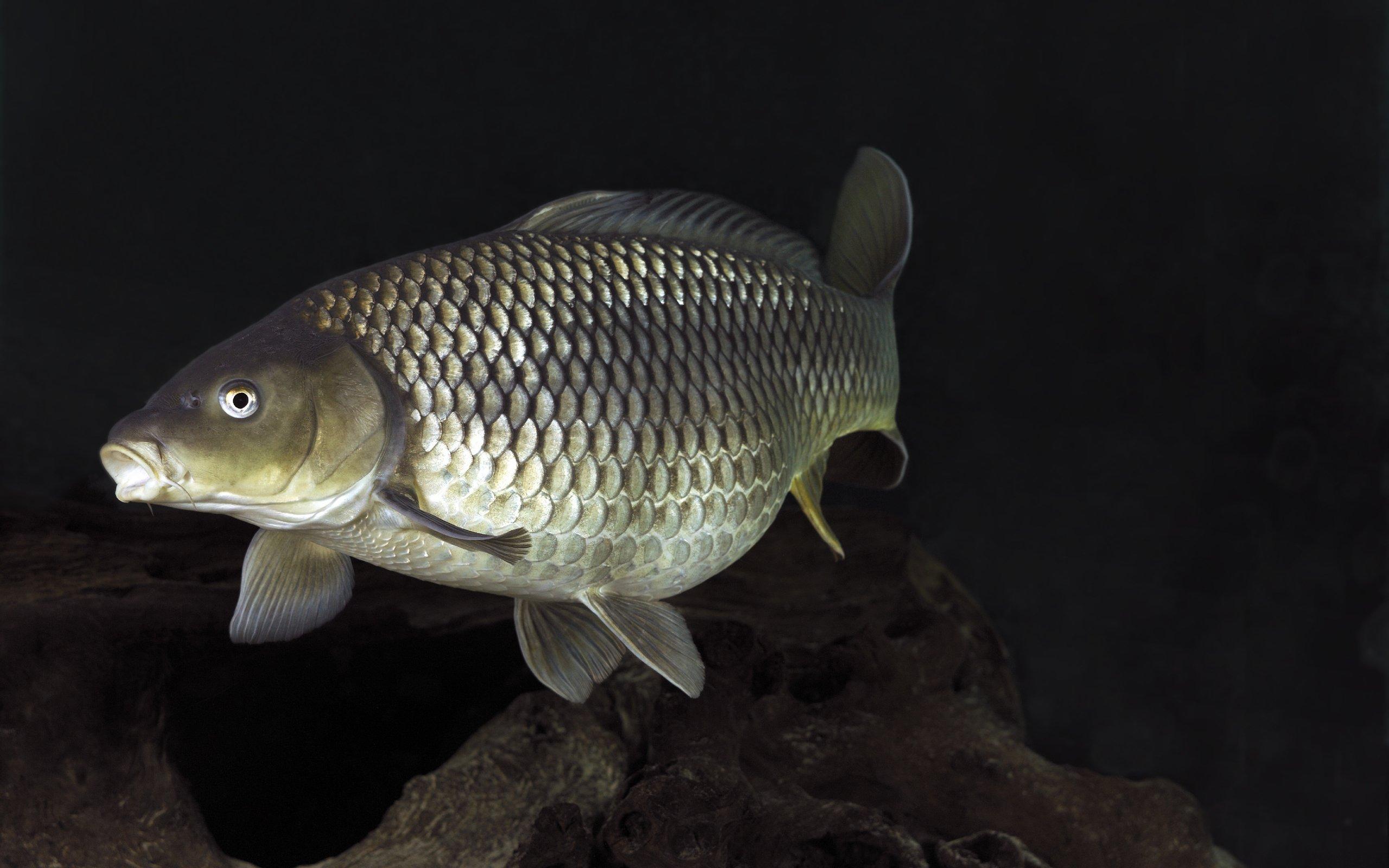 underwater, World, Fish, Mirror, Carp, Lake, River