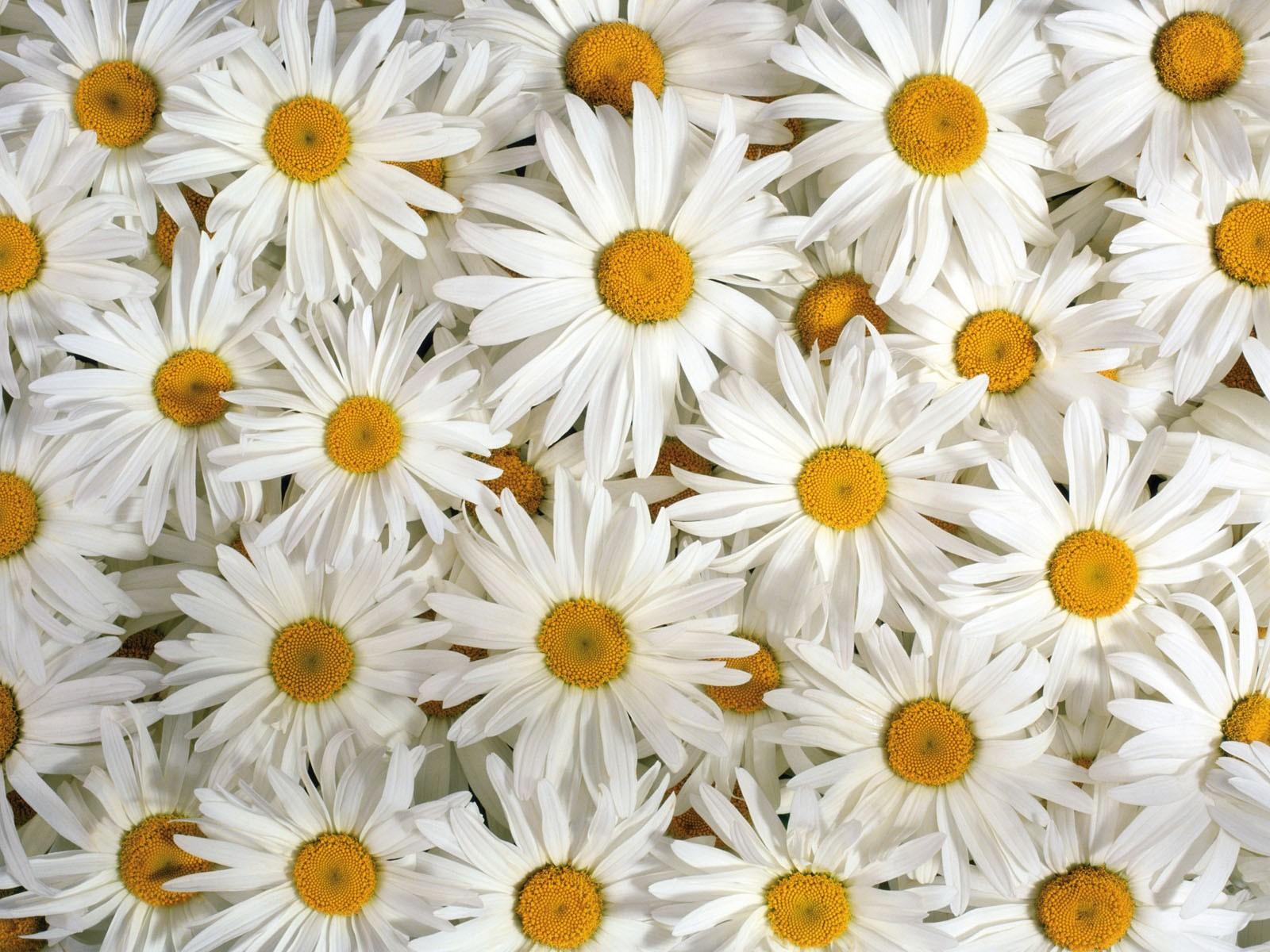 Cute Daisy High Quality #HYA57 (Mobile And Desktop) WP Gallery