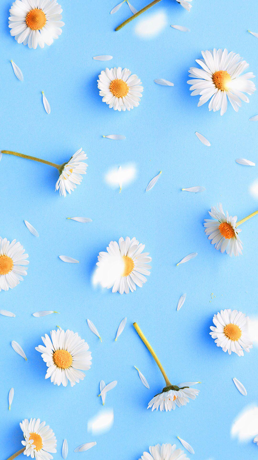 iPhone Wallpaper. Blue, camomile, chamomile, Daisy, Flower, Sky