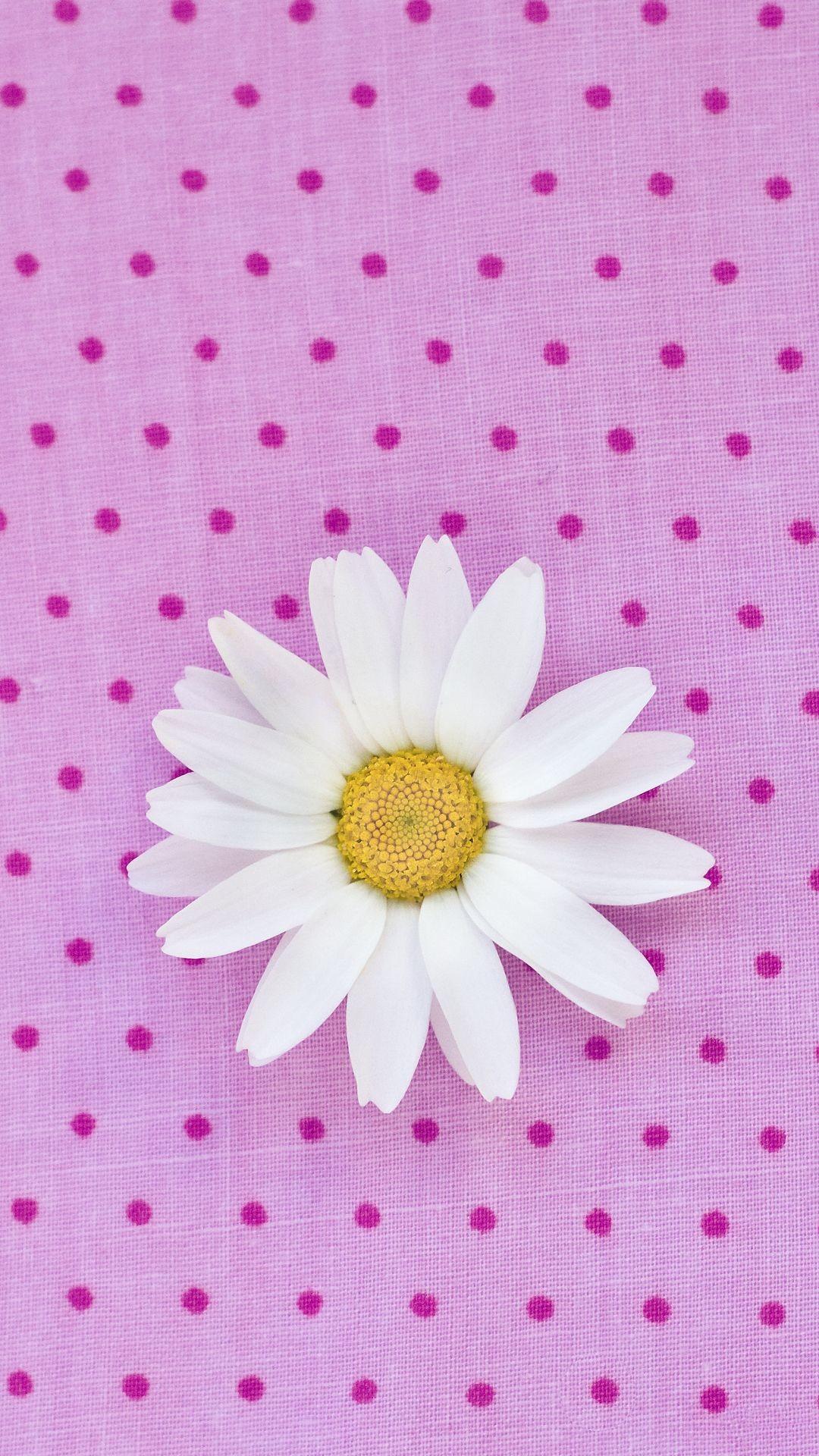 Pink Daisy Wallpaper
