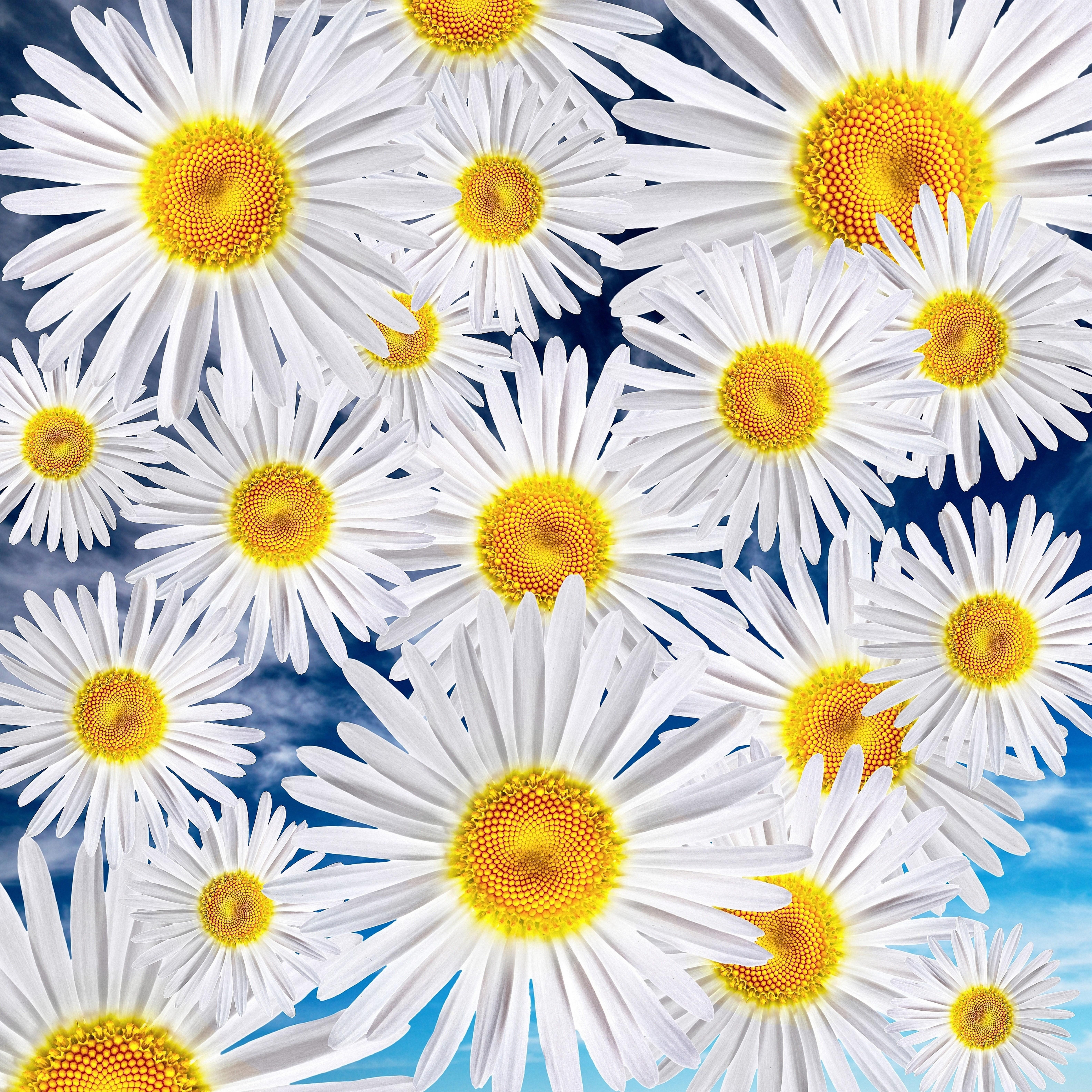 cute daisy background wallpaper and background