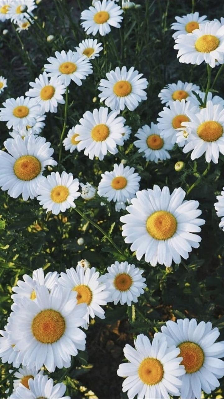 Kawaii Daisy Wallpaper