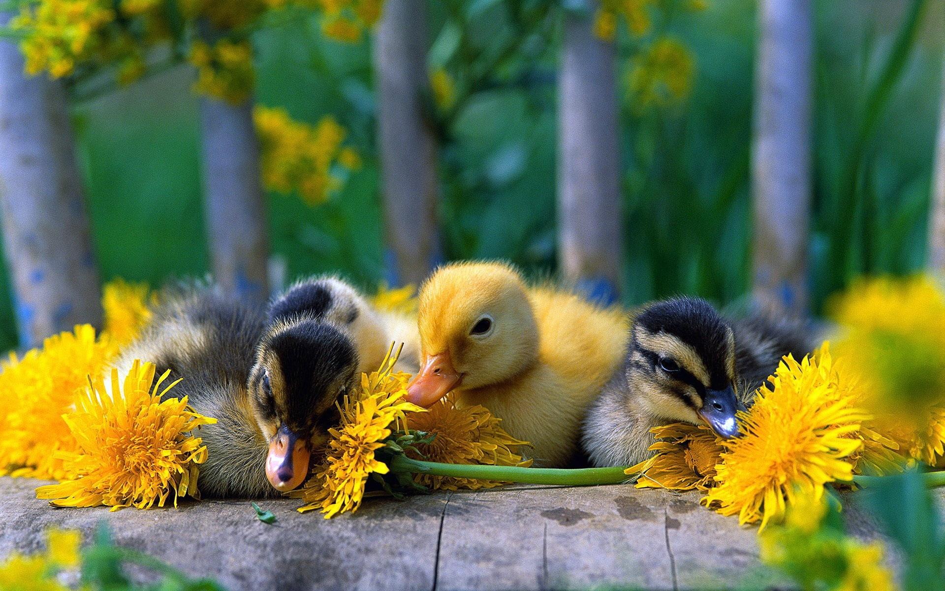 Cute little duck with yellow daisy, Cute, Little, Duck