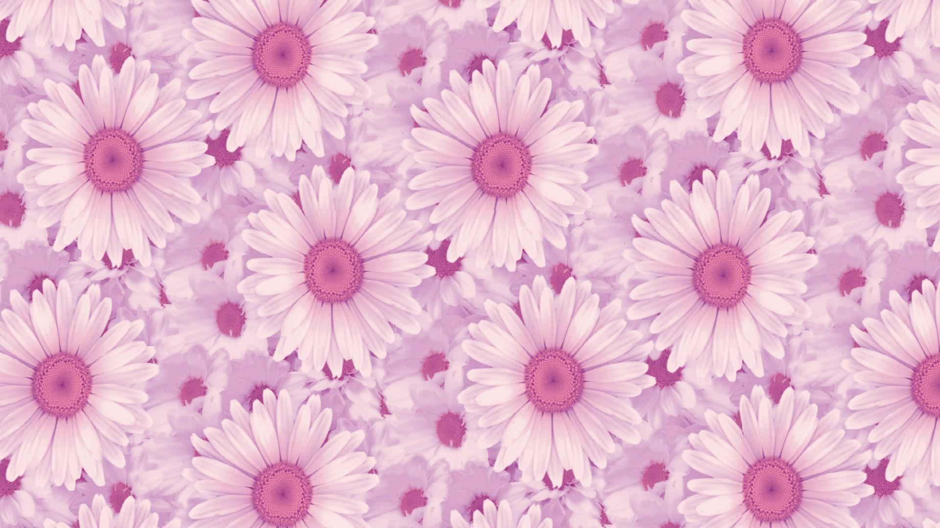 Cute Daisy Wallpapers - Wallpaper Cave