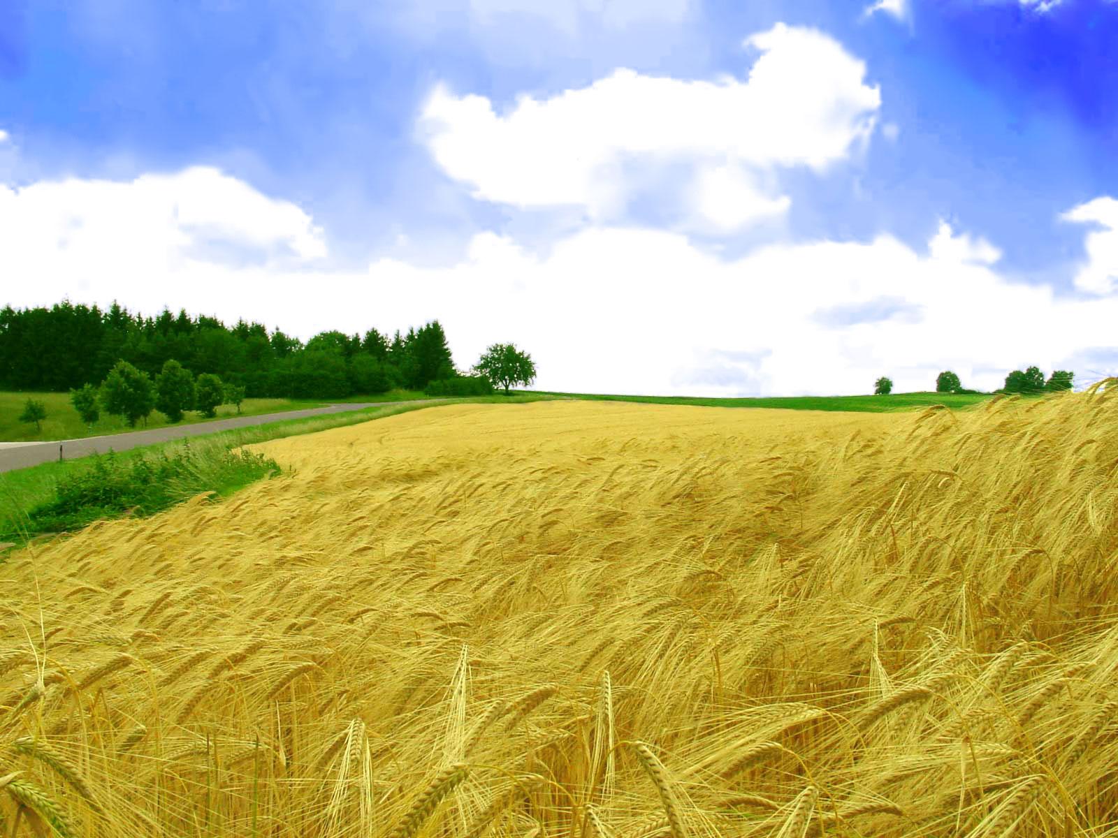 HD Crop Field Wallpaper. High Definition Wallpaper. Cool