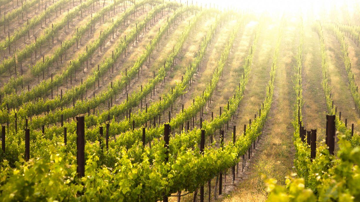 Vineyard pattern column sunlight sunrise sunset fruit grapes