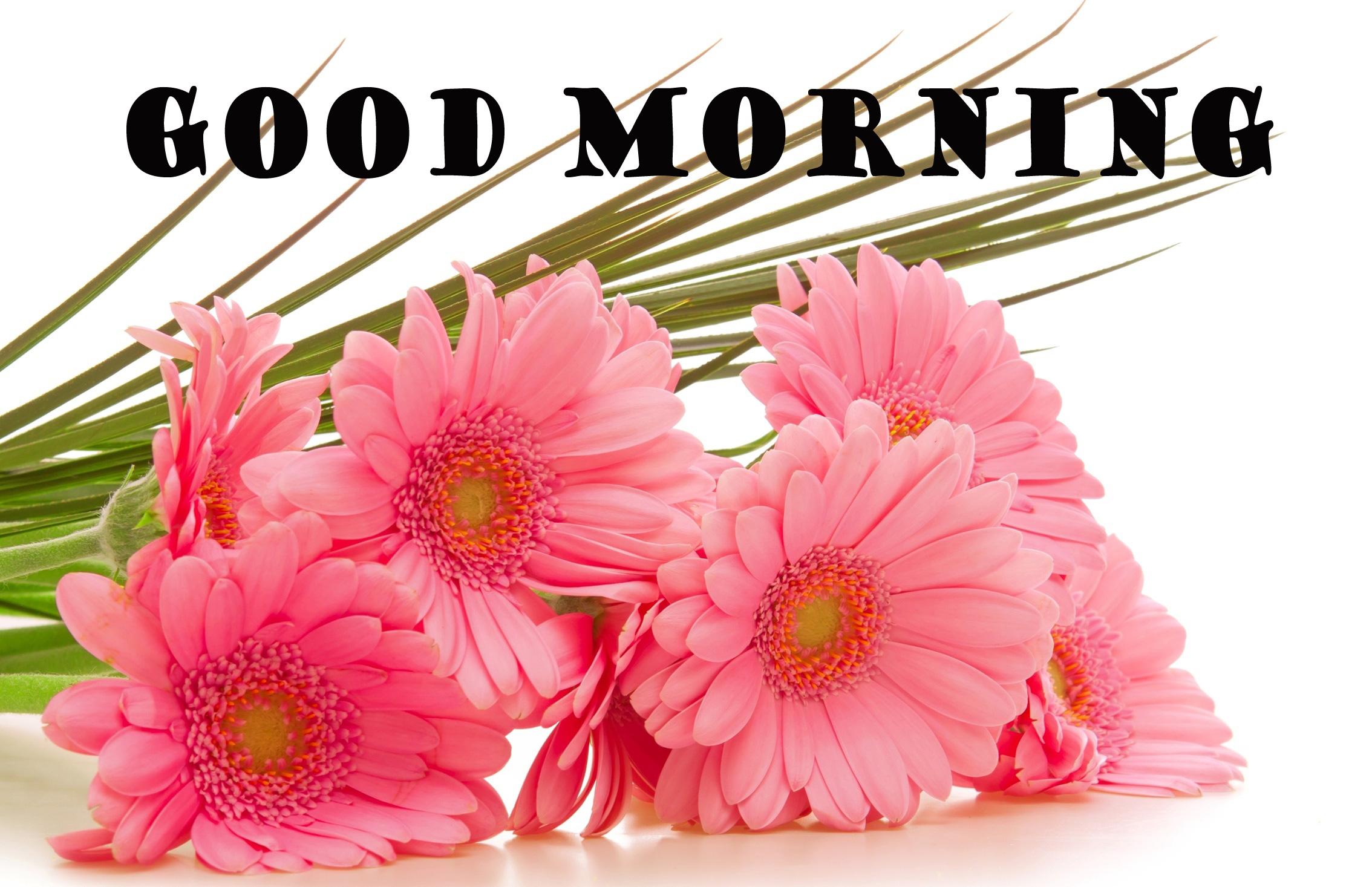 Beautiful Flower Good Morning Wallpaper HD