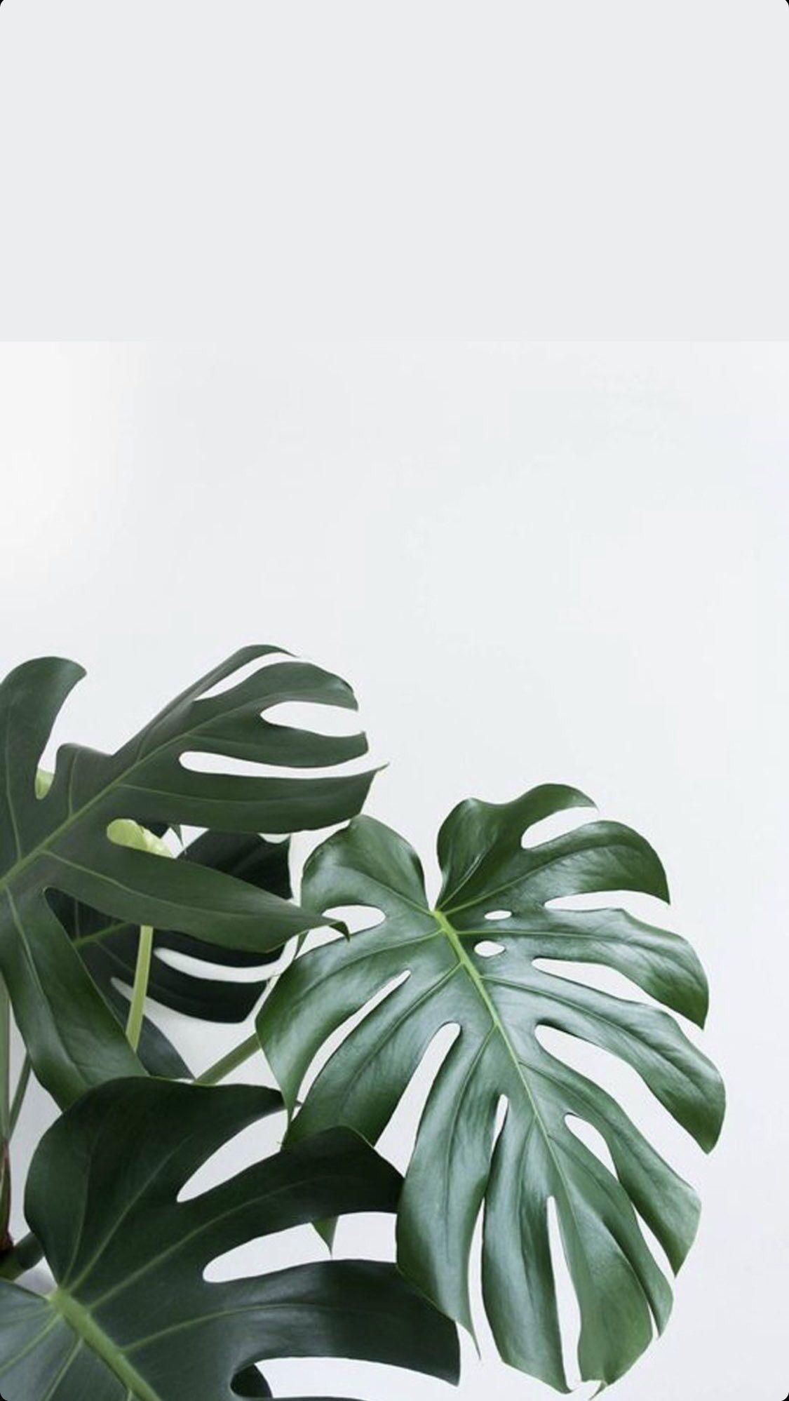 Plants. Leaves wallpaper iphone