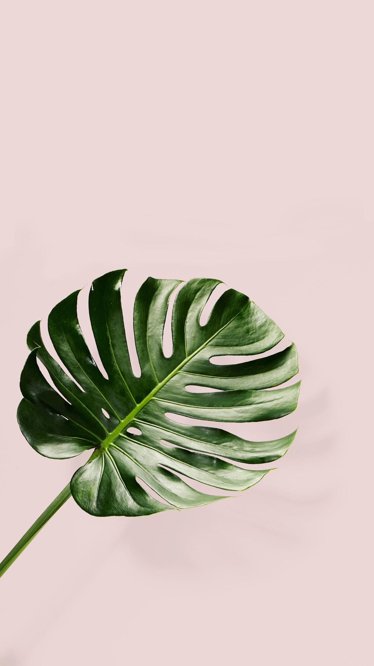 Aesthetic Green Leaves Pink Background - pic-corn