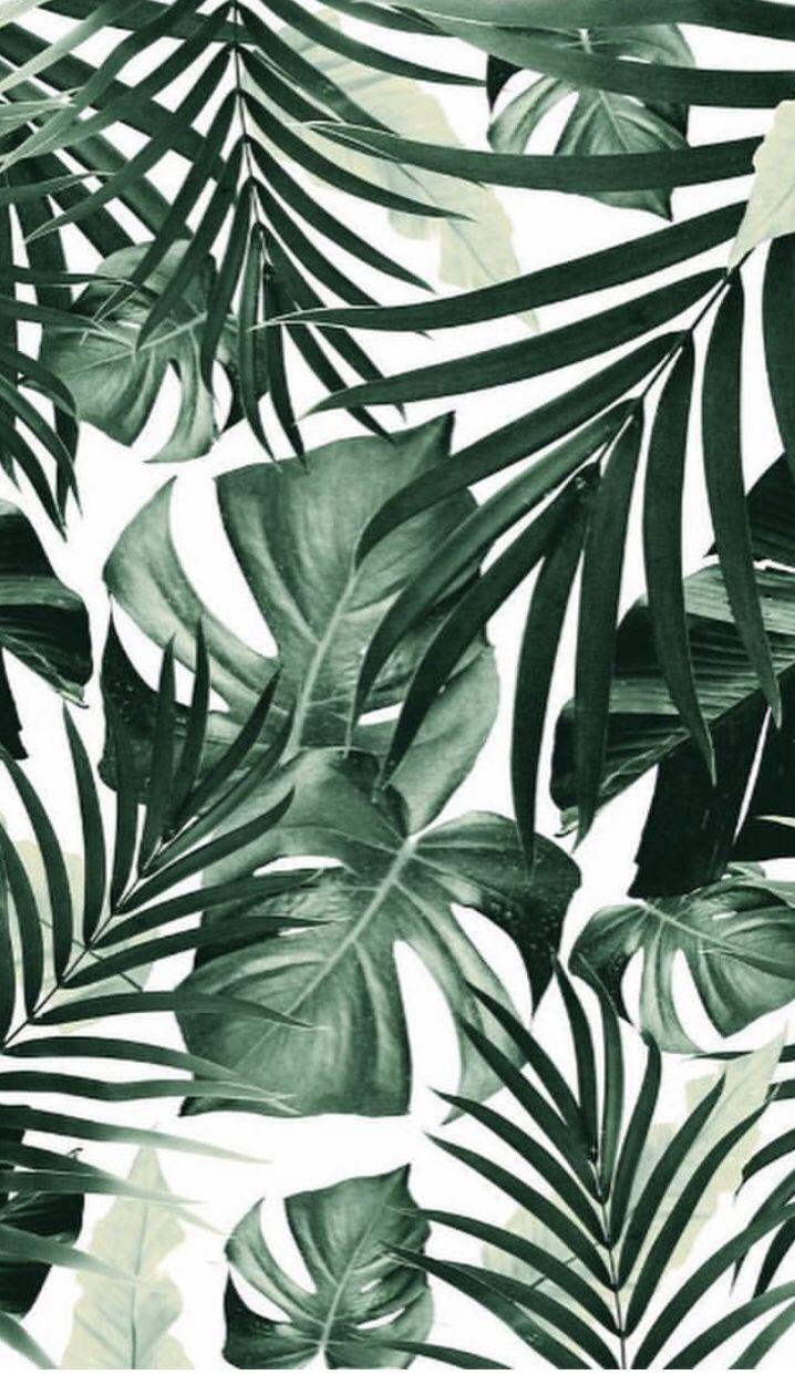 Plants. Leaves wallpaper iphone, Plant wallpaper, Leaf wallpaper