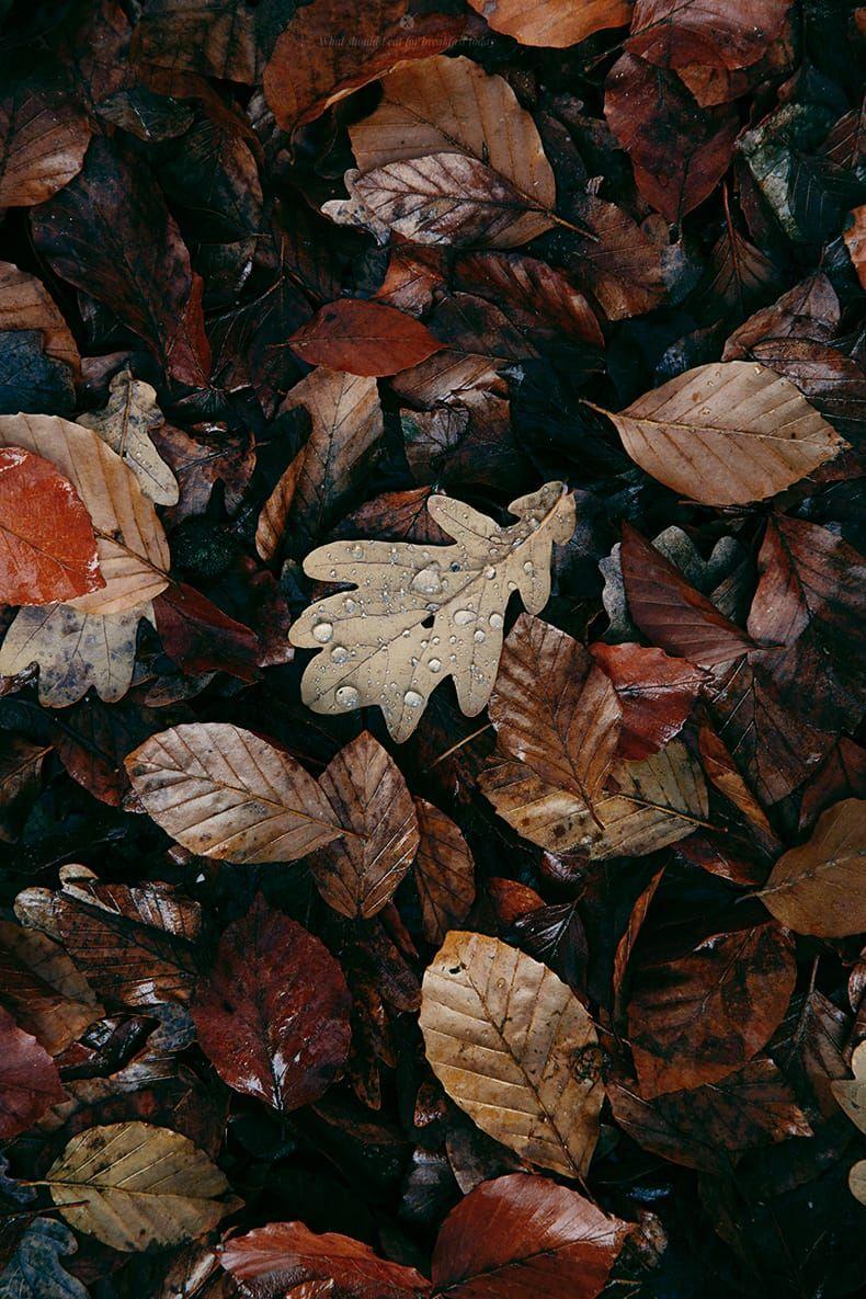Aesthetic Leaves Wallpaper