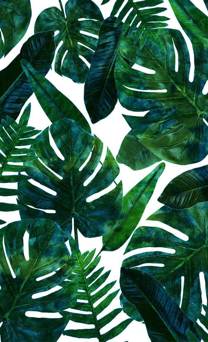 AESTHETIC PALM LEAVES WALLPAPER