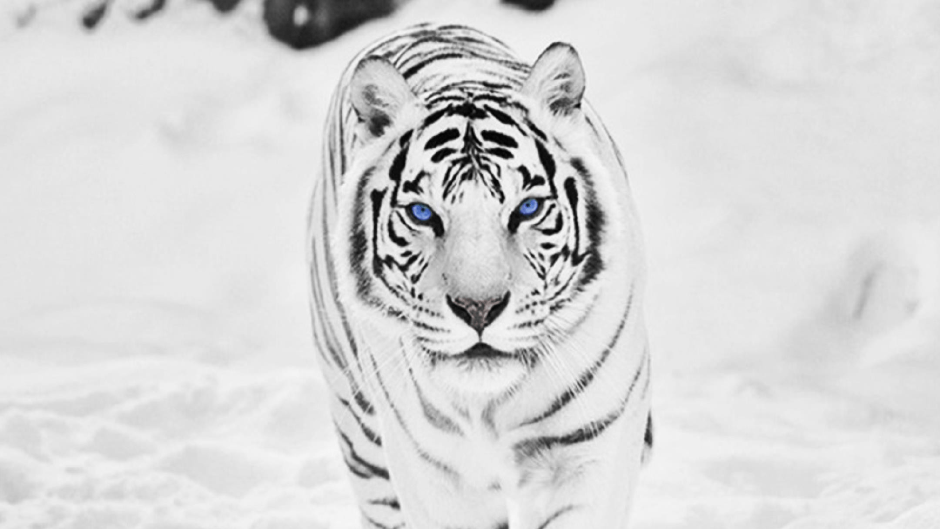White Tiger HD Widescreen Wallpaper. Tiger wallpaper