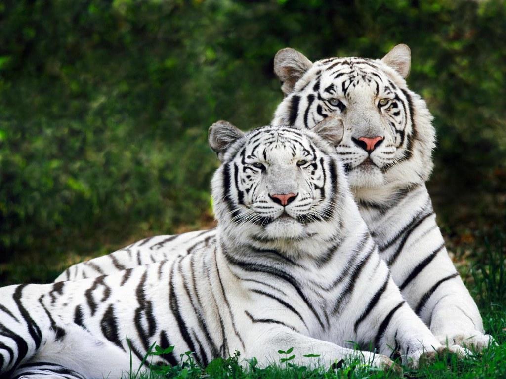 White Tigers Desktop Wallpaper HD /a