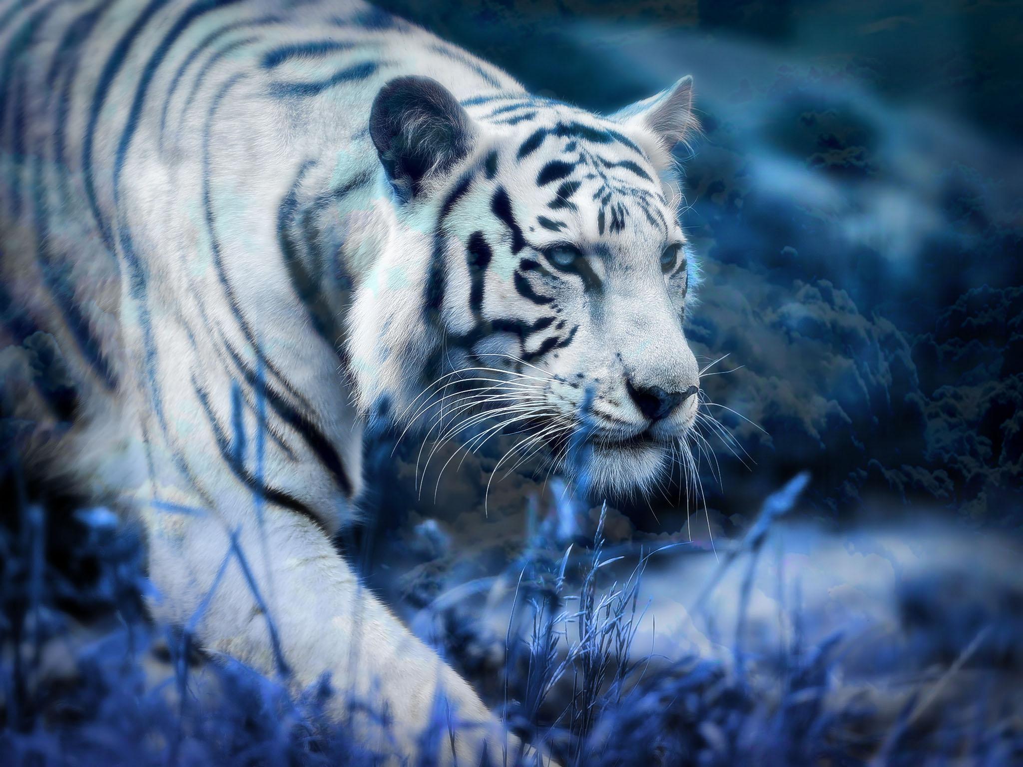 White Tiger Blue Clouds HD Wallpaper. Background Image