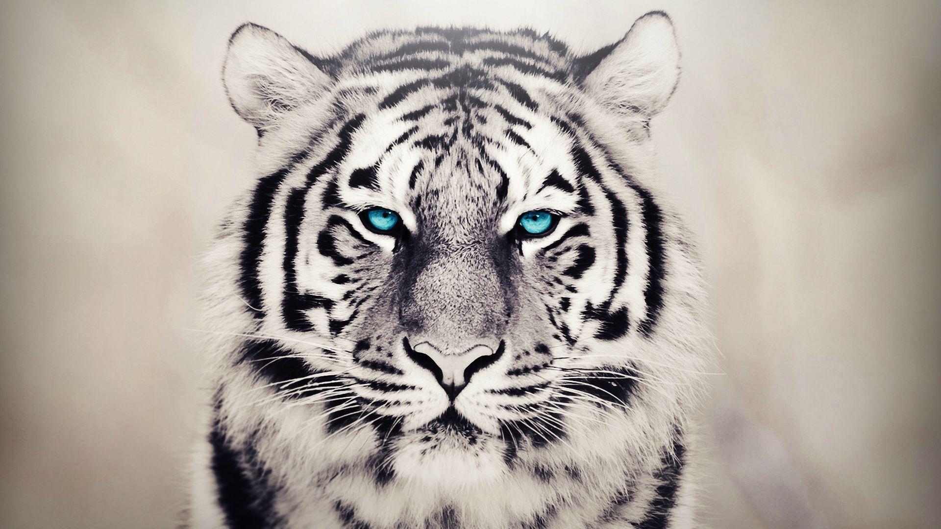 White Tiger Background Pc