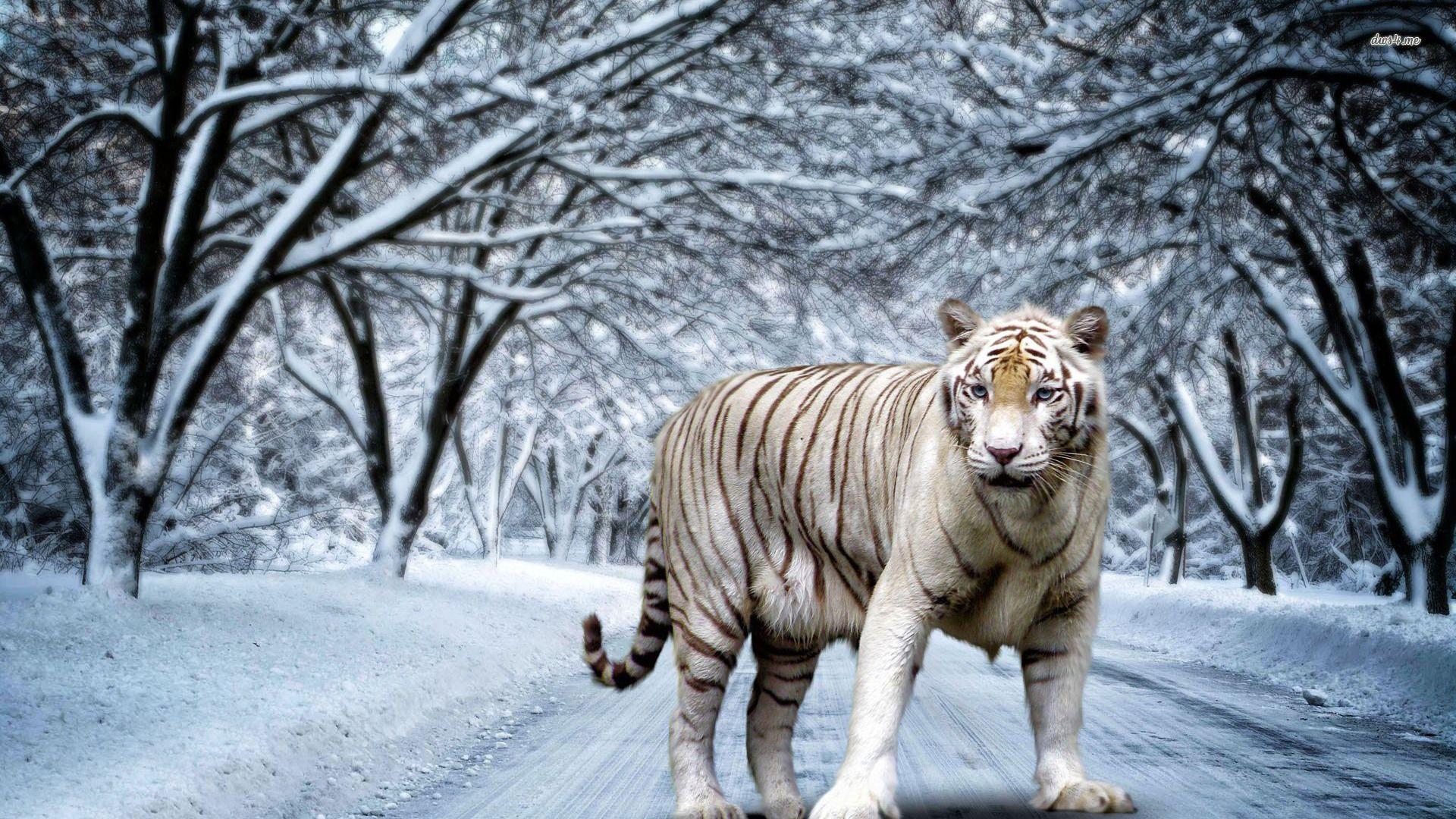 Wonderful White Tiger 3D Wallpaper Full HD #white #tiger d