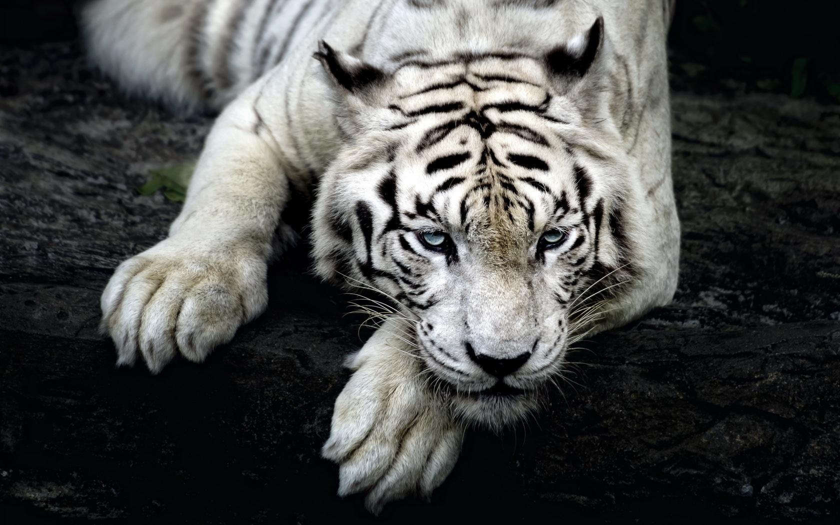 White Tiger wallpaperx1050
