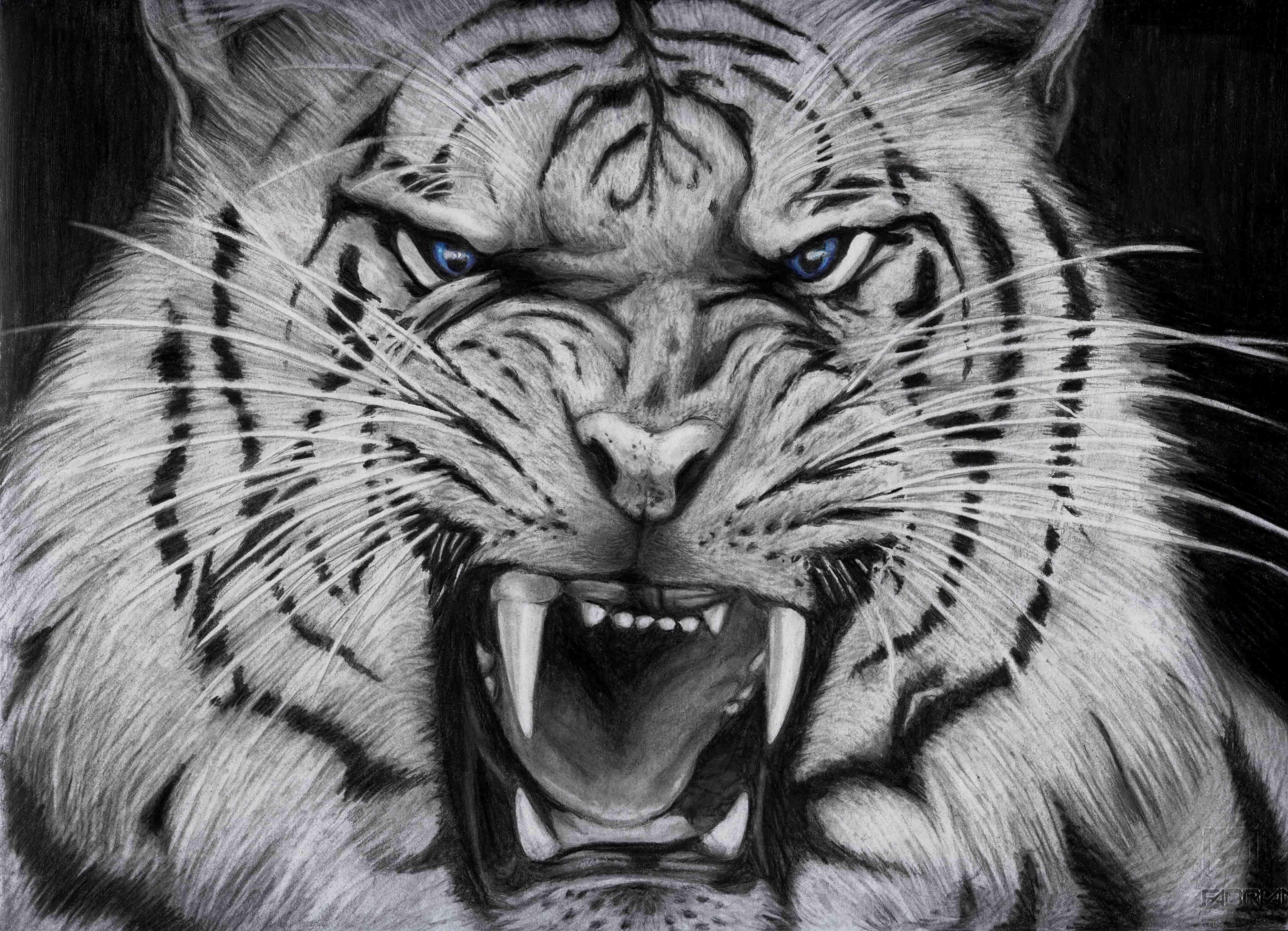 Cool White Tigers Wallpaper Background Tiger Wallpaper