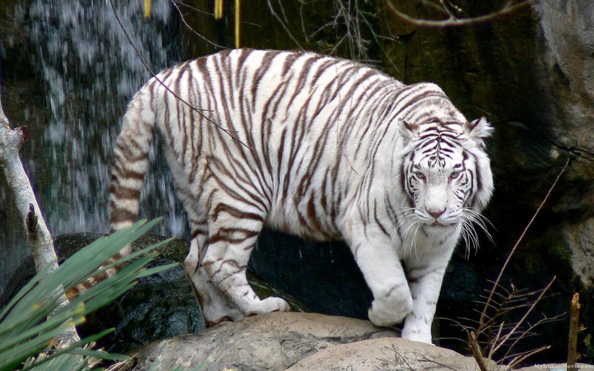 White Tiger Wallpaper Image
